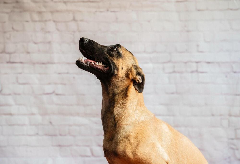 LAIKA, a Adoptable mixed breed in Langley, BC image 4/5