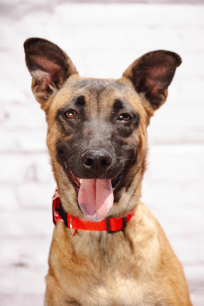 LAIKA, a Adoptable mixed breed in Langley, BC image 5/5