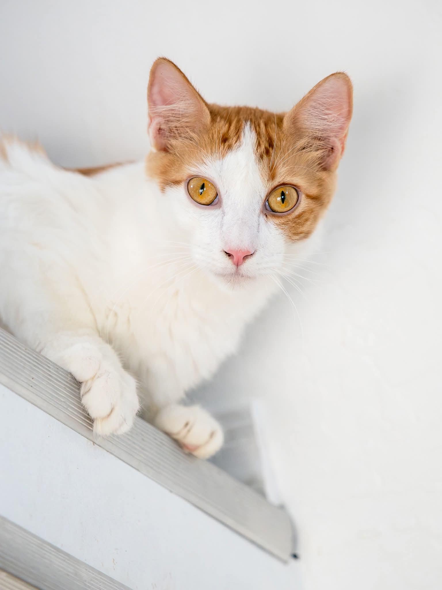 Cyrus, Adoptable, Young Male Domestic Medium Hair.