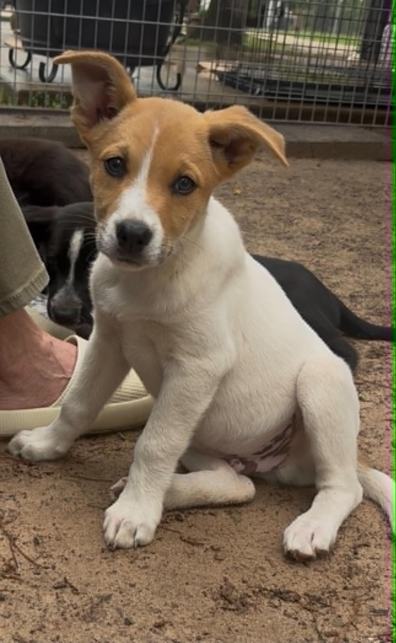 Enlarge Miller, a ADOPTABLE mixed breed in Littleton, CO image 1/2