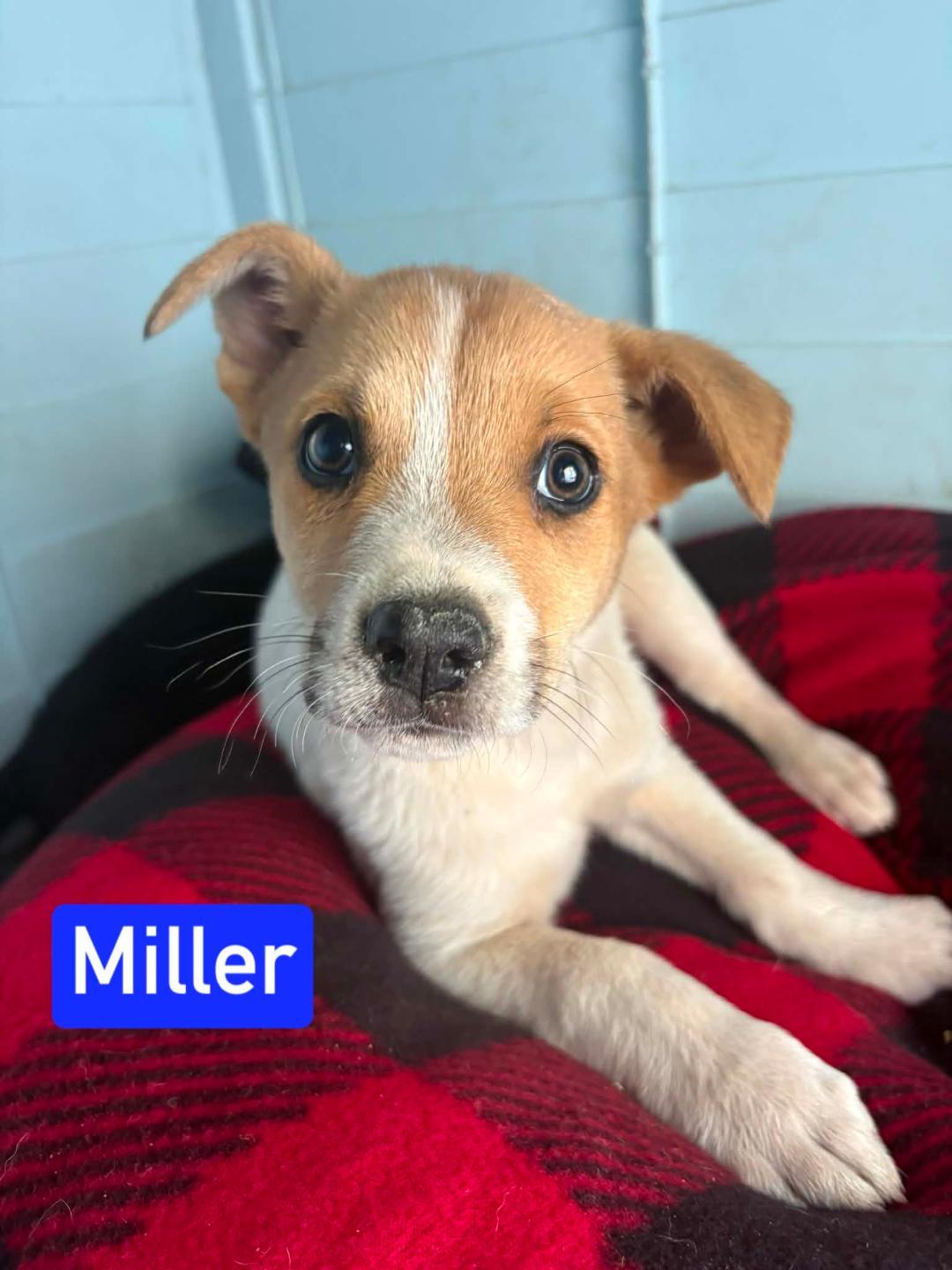 Enlarge Miller, a ADOPTABLE mixed breed in Littleton, CO image 2/2