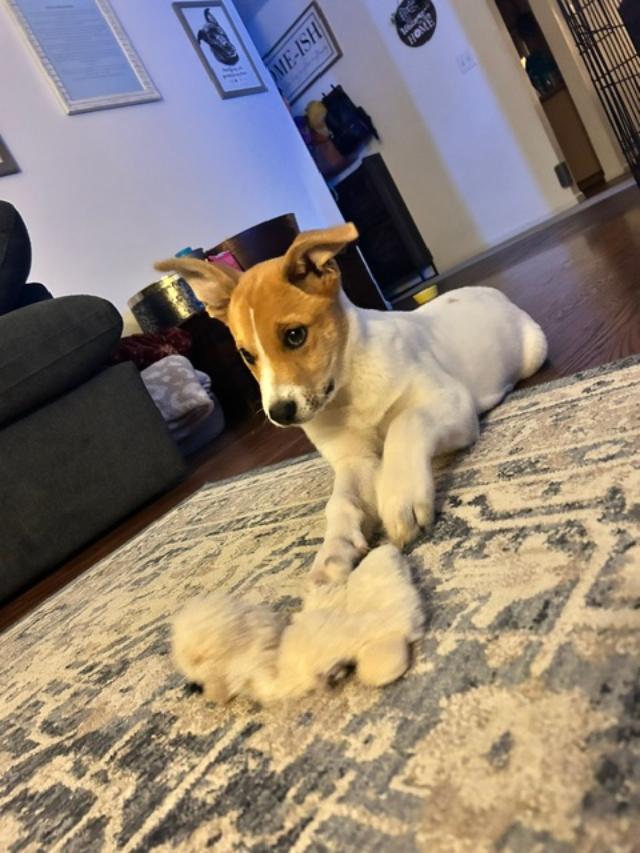 Enlarge Miller, a ADOPTABLE mixed breed in Littleton, CO image 2/5