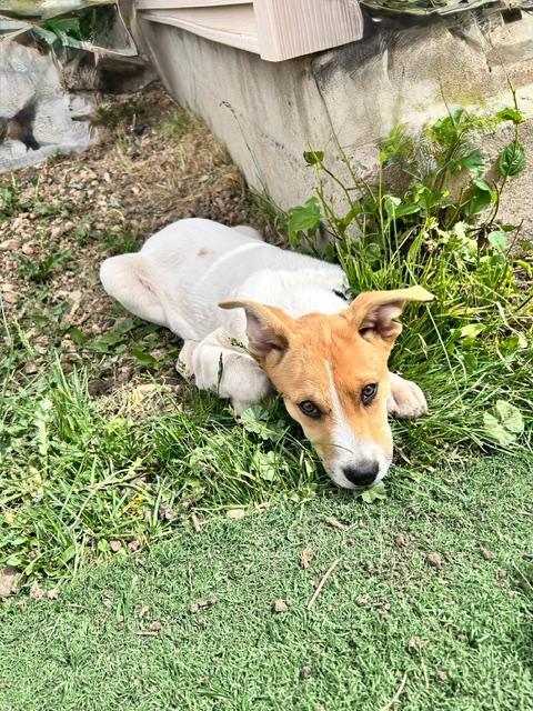 Enlarge Miller, a ADOPTABLE mixed breed in Littleton, CO image 5/5