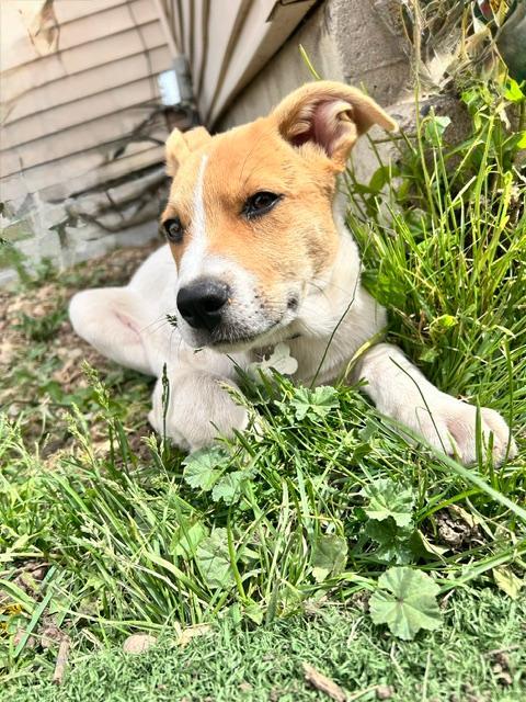 Miller, ADOPTABLE, Young Male Australian Cattle Dog / Blue Heeler & Labrador Retriever.