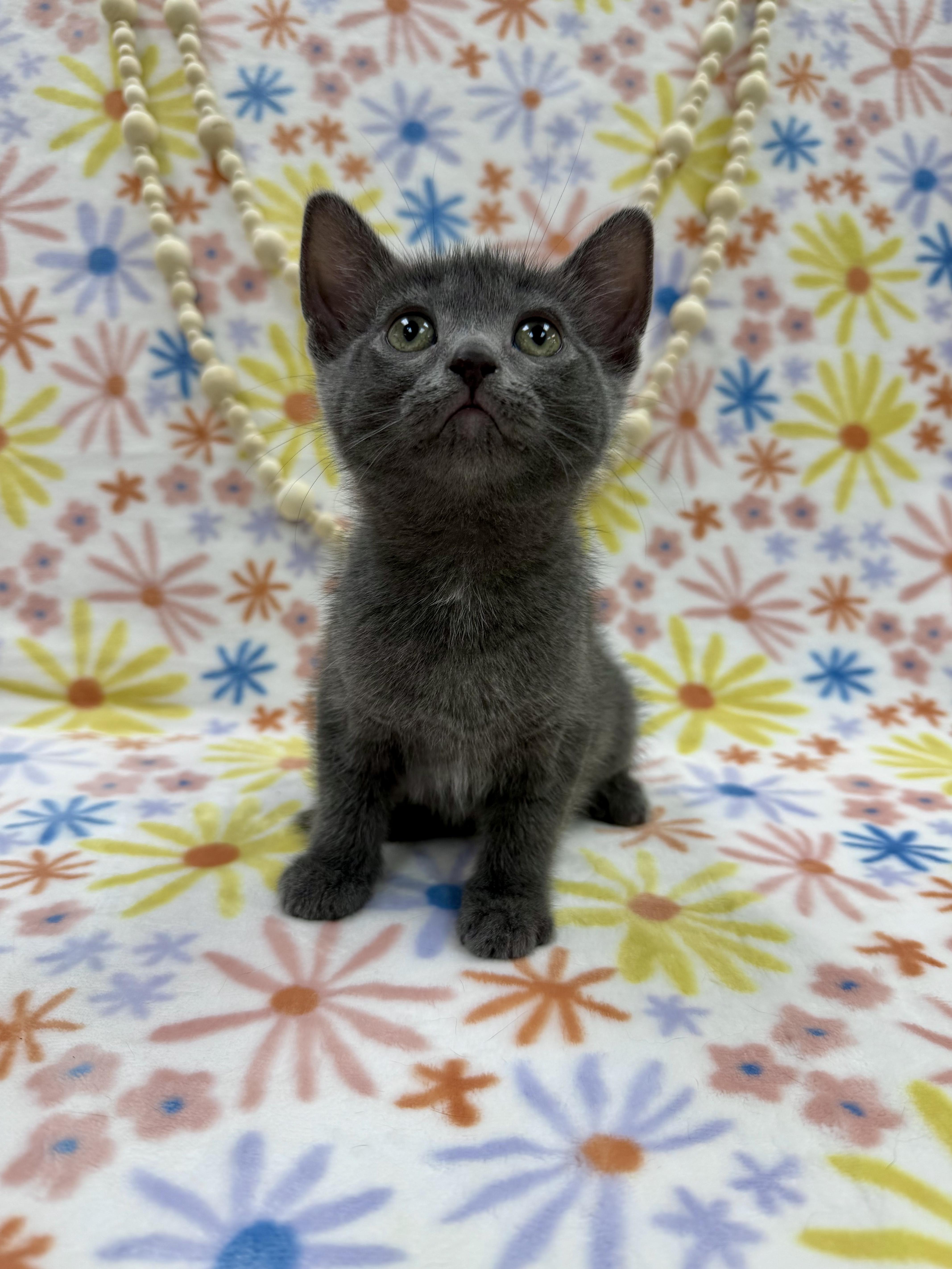 Enlarge Sally, an adopted Domestic Short Hair in Columbus, OH image 3/5