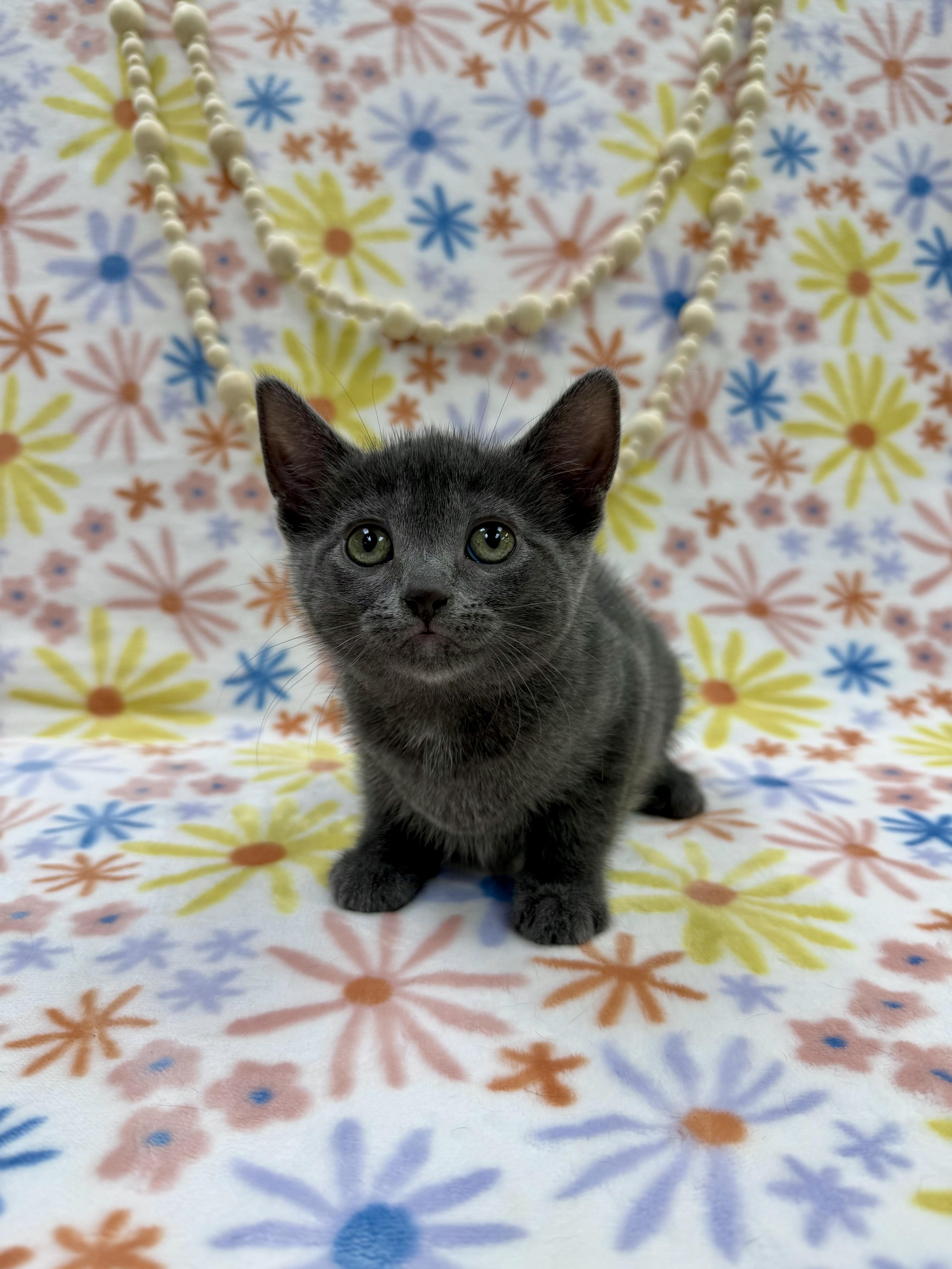 Enlarge Sally, an adopted Domestic Short Hair in Columbus, OH image 2/5