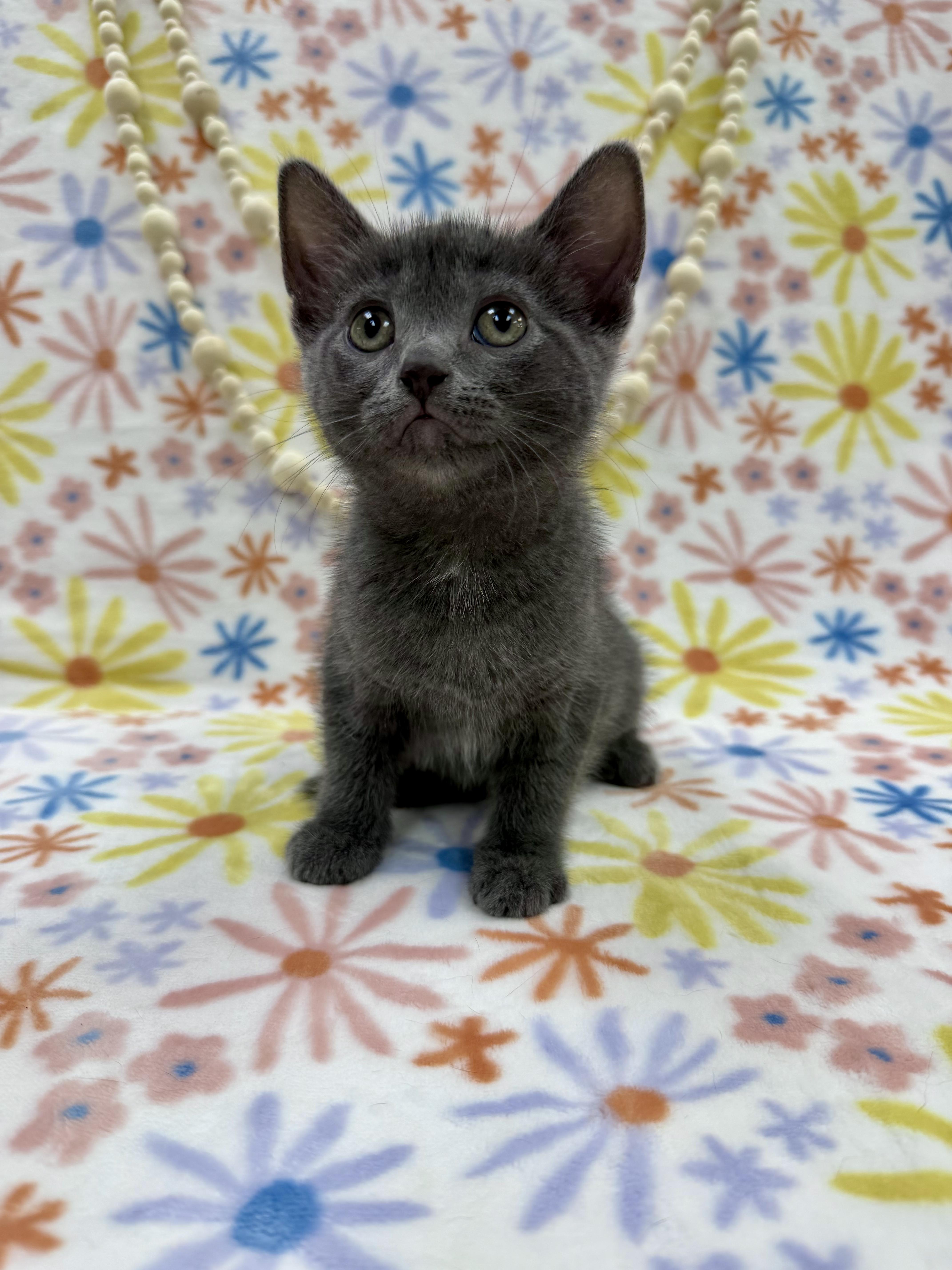 Enlarge Sally, an adopted Domestic Short Hair in Columbus, OH image 5/5