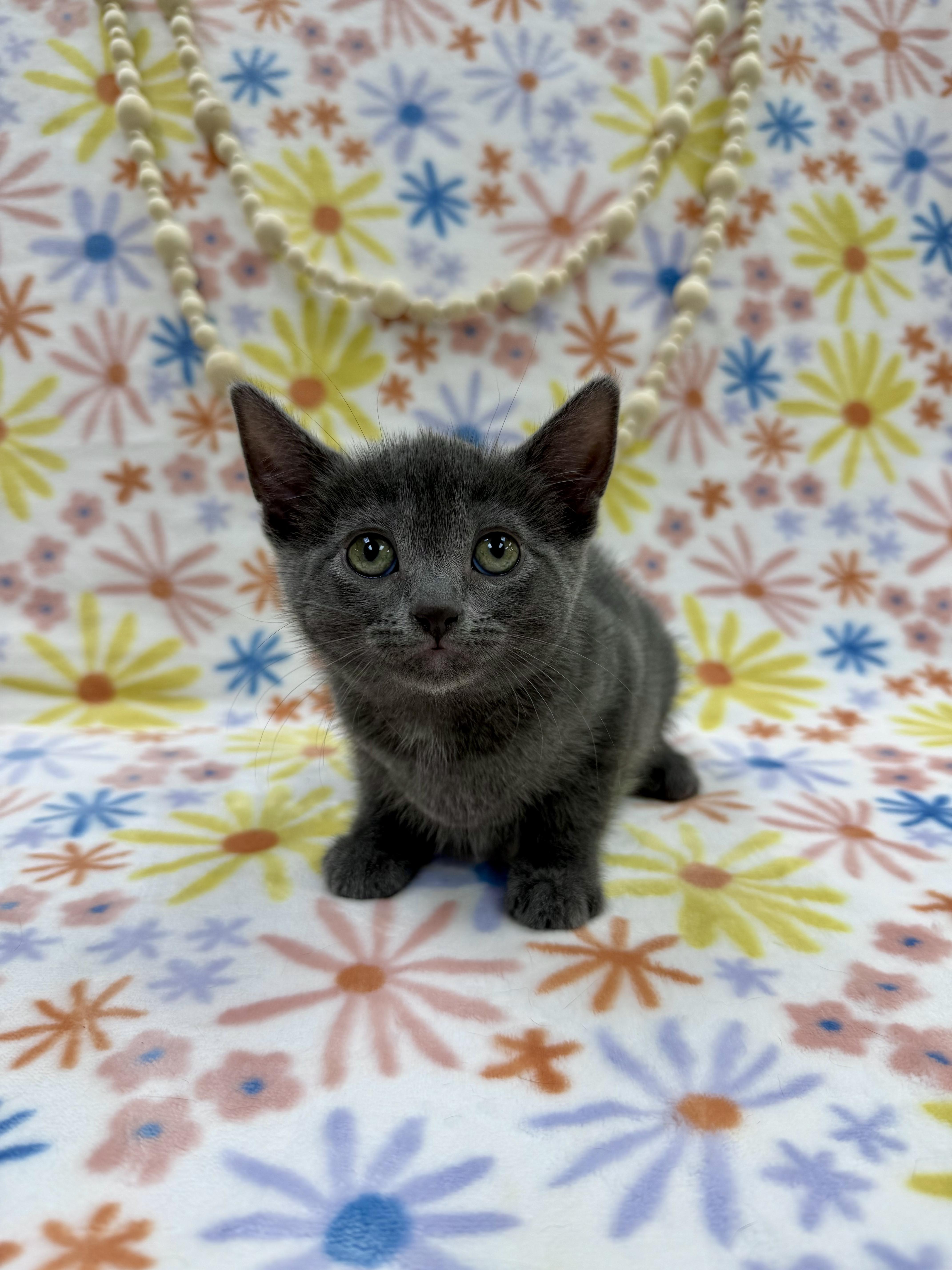 Enlarge Sally, an adopted Domestic Short Hair in Columbus, OH image 1/5