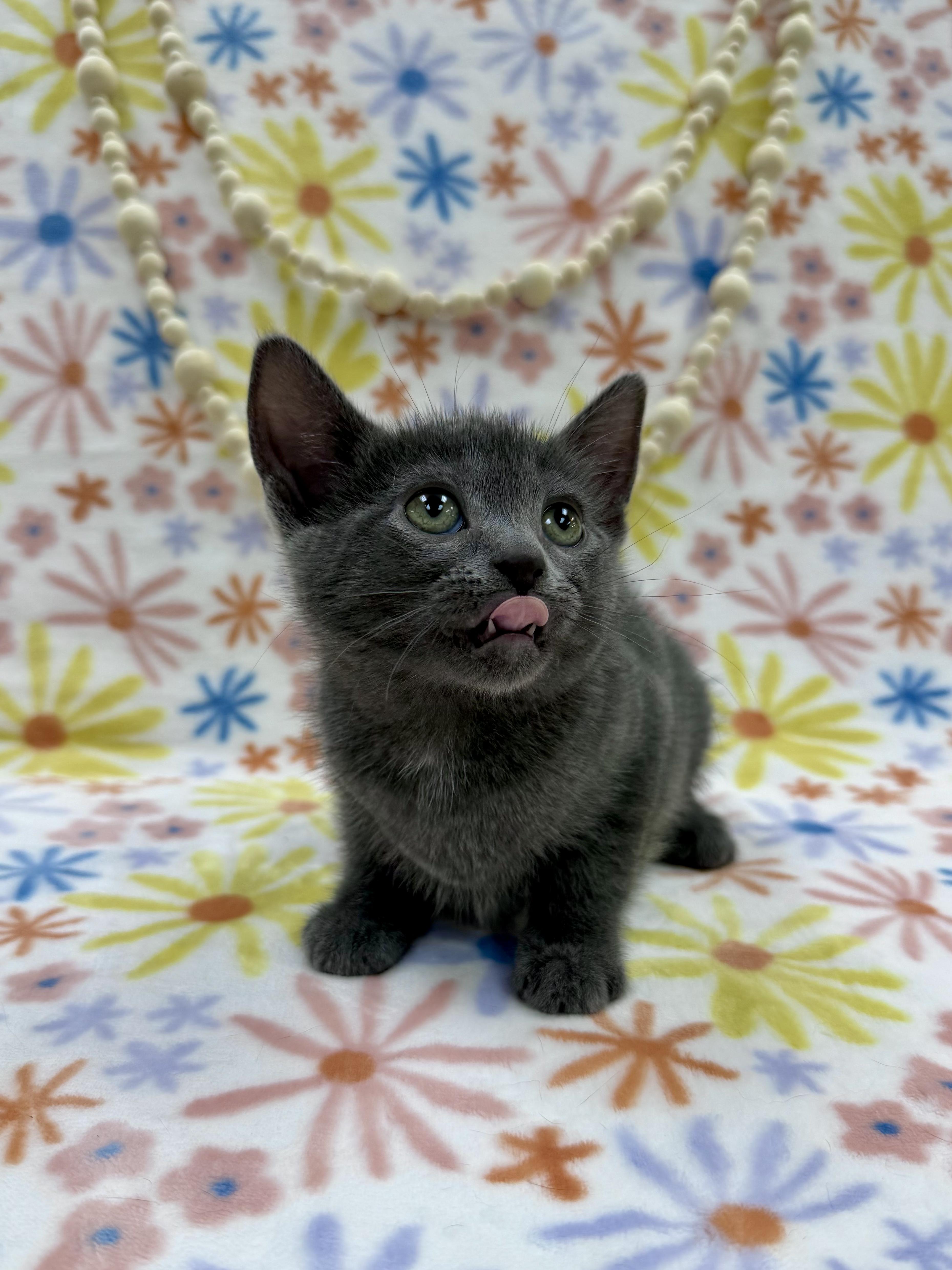 Enlarge Sally, an adopted Domestic Short Hair in Columbus, OH image 4/5