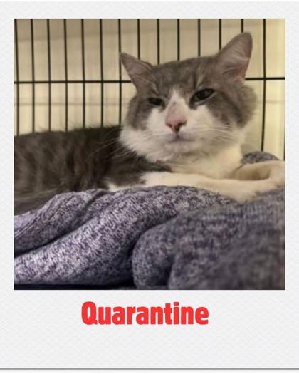 Chestnut, Adoptable, Adult Male Domestic Medium Hair & Domestic Short Hair.