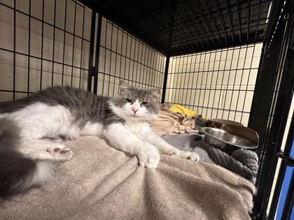 Enlarge Chestnut, a Adoptable mixed breed in Lowell, MA image 3/3