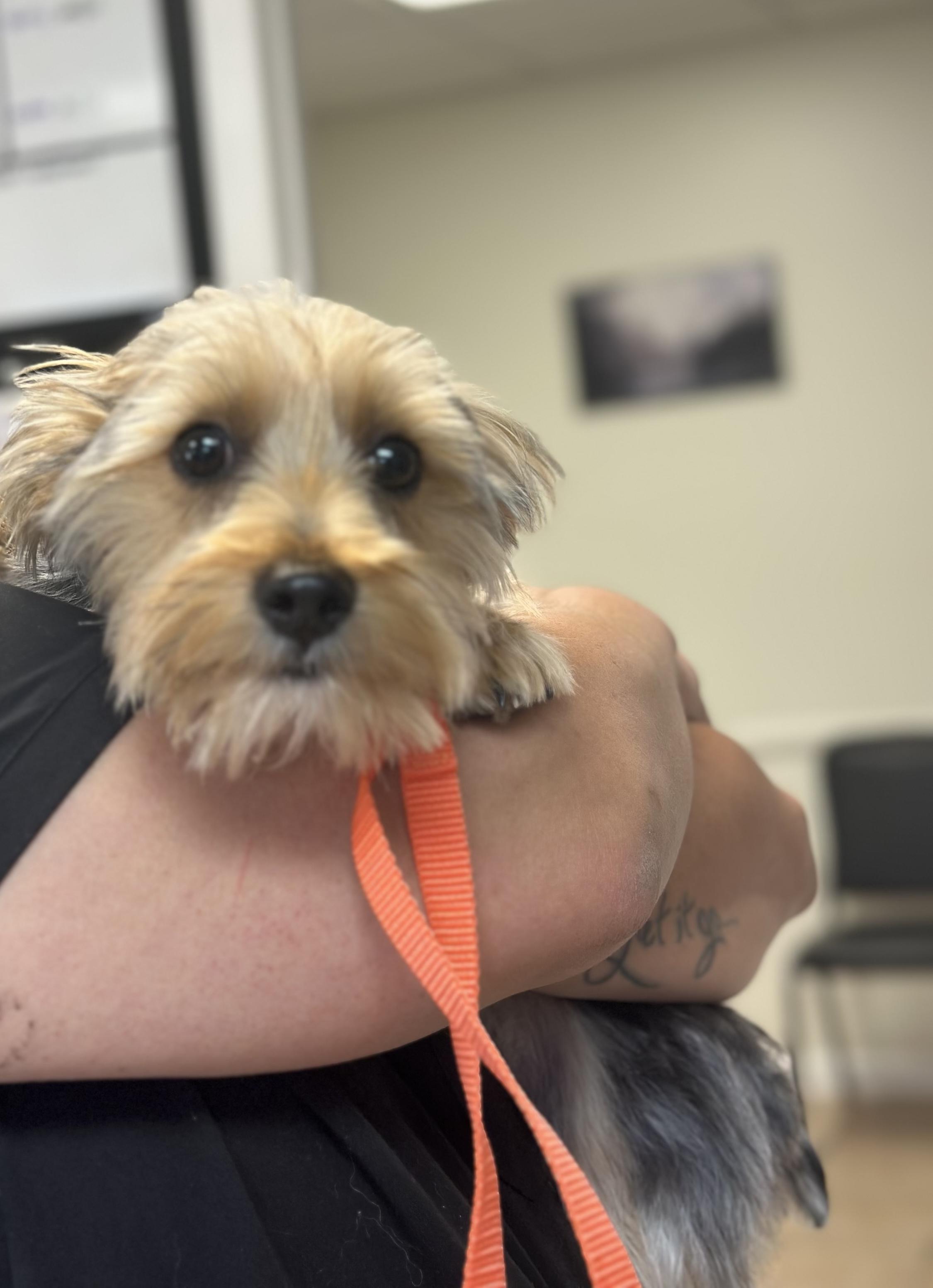 Scooter $ thumbnail 3