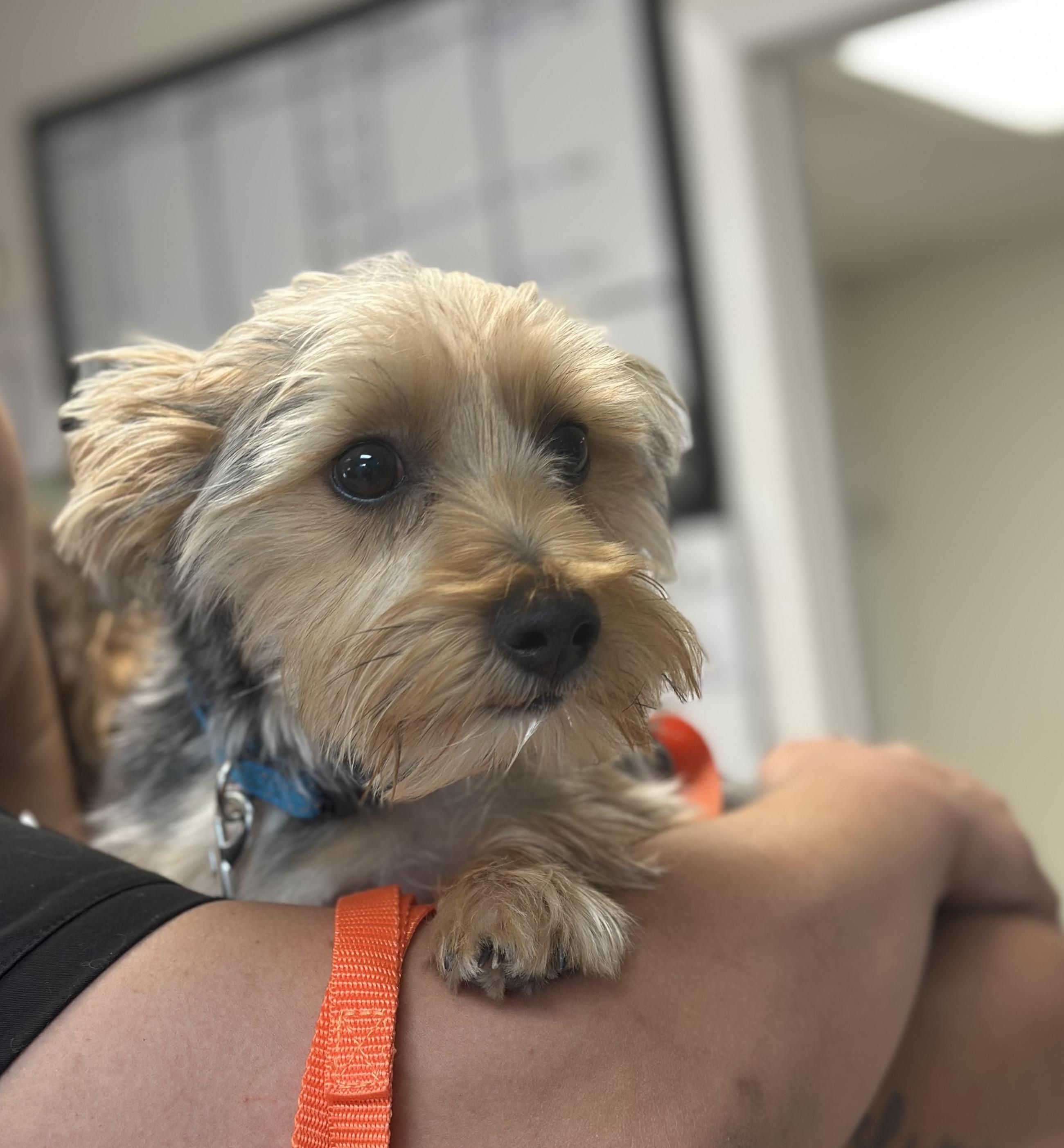 Scooter $ thumbnail 2