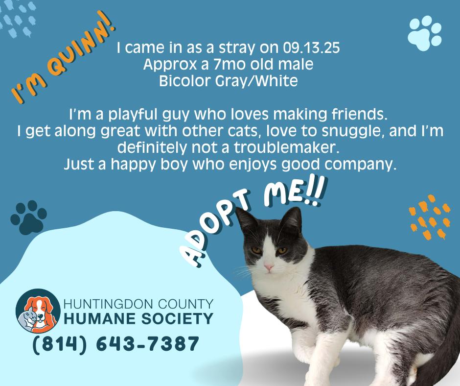 Quinn, Adoptable, Young Male Domestic Short Hair.