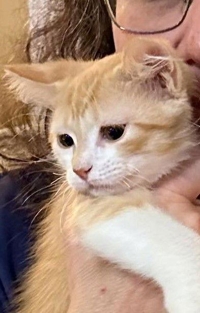 Oliver, Adopted, Young Male Tabby.