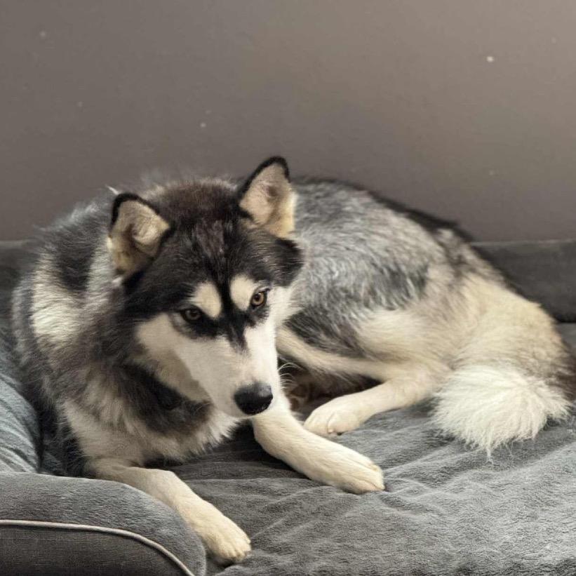 NFL, Adoptable, Adult Female Husky.