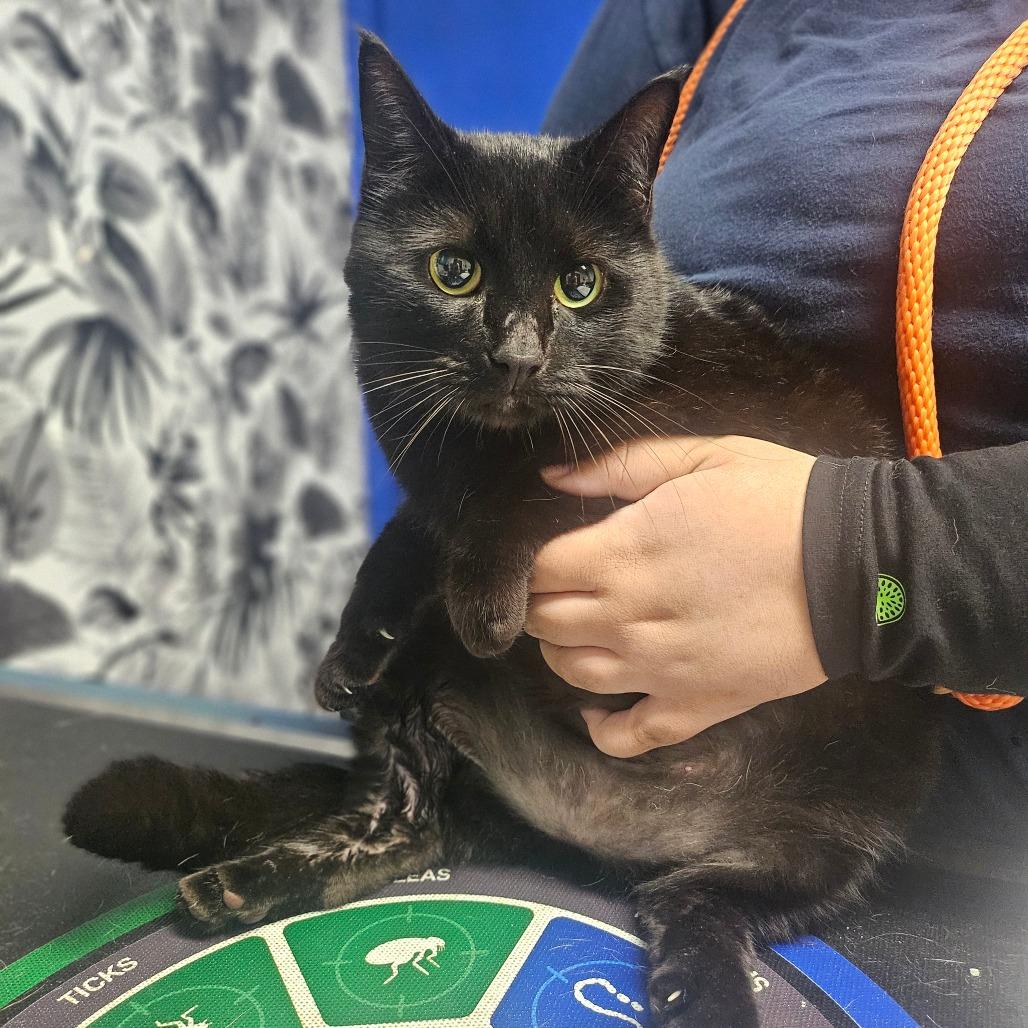 Shadow, Adoptable, Adult Female Domestic Short Hair.