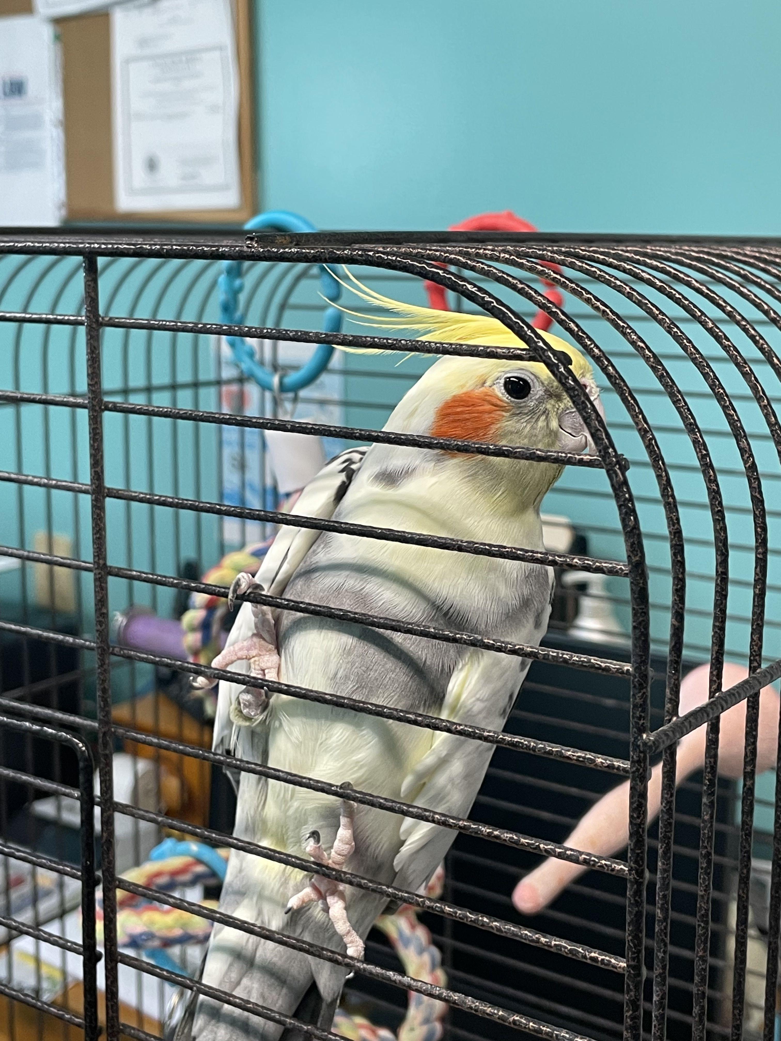 Mango, ADOPTABLE, Young Male Cockatiel.