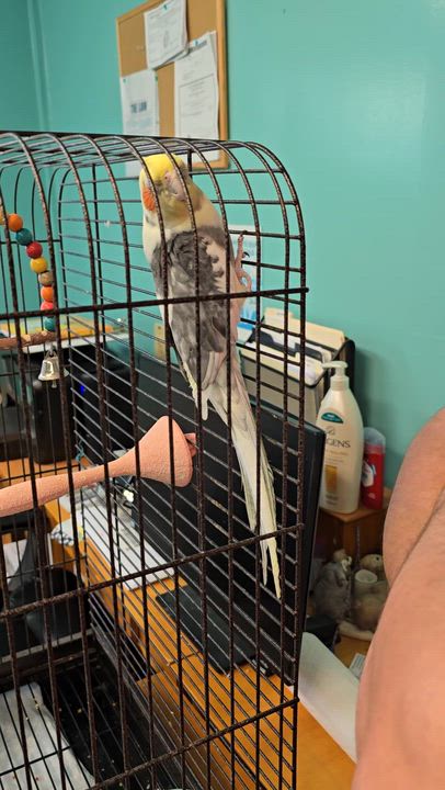 Enlarge Mango, a ADOPTABLE Cockatiel in Circleville, OH video 2/2