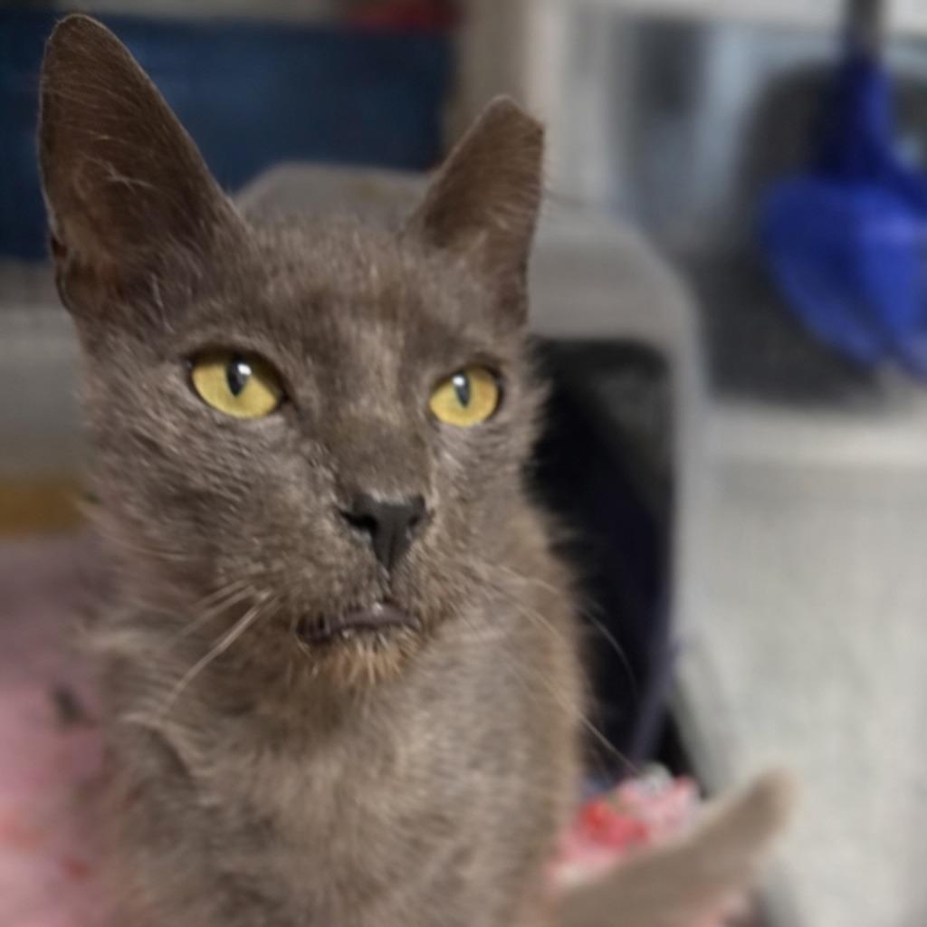 Wally — thumbnail 2