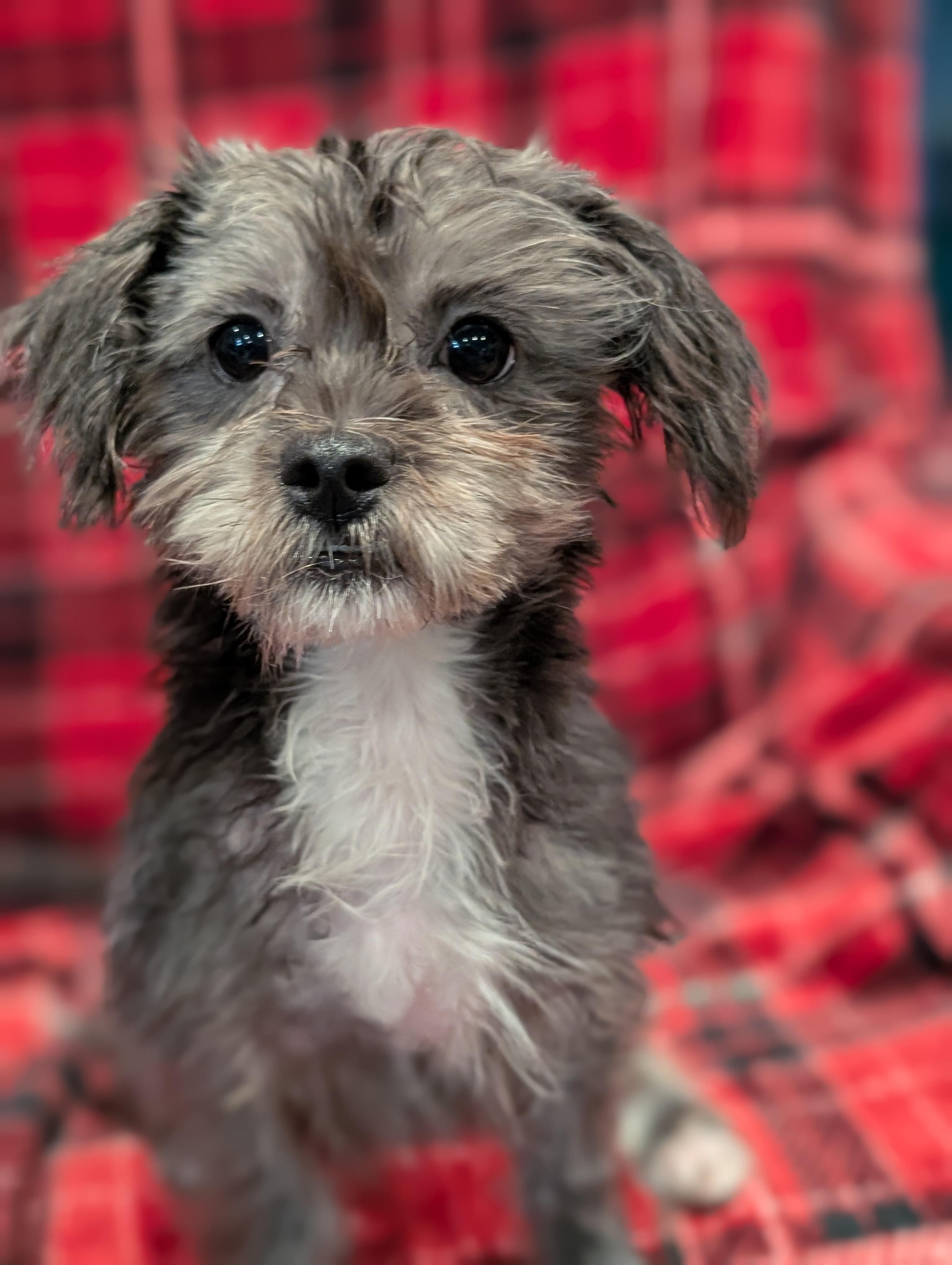 Misty, a Adoptable mixed breed in Baton Rouge, LA image 3/5