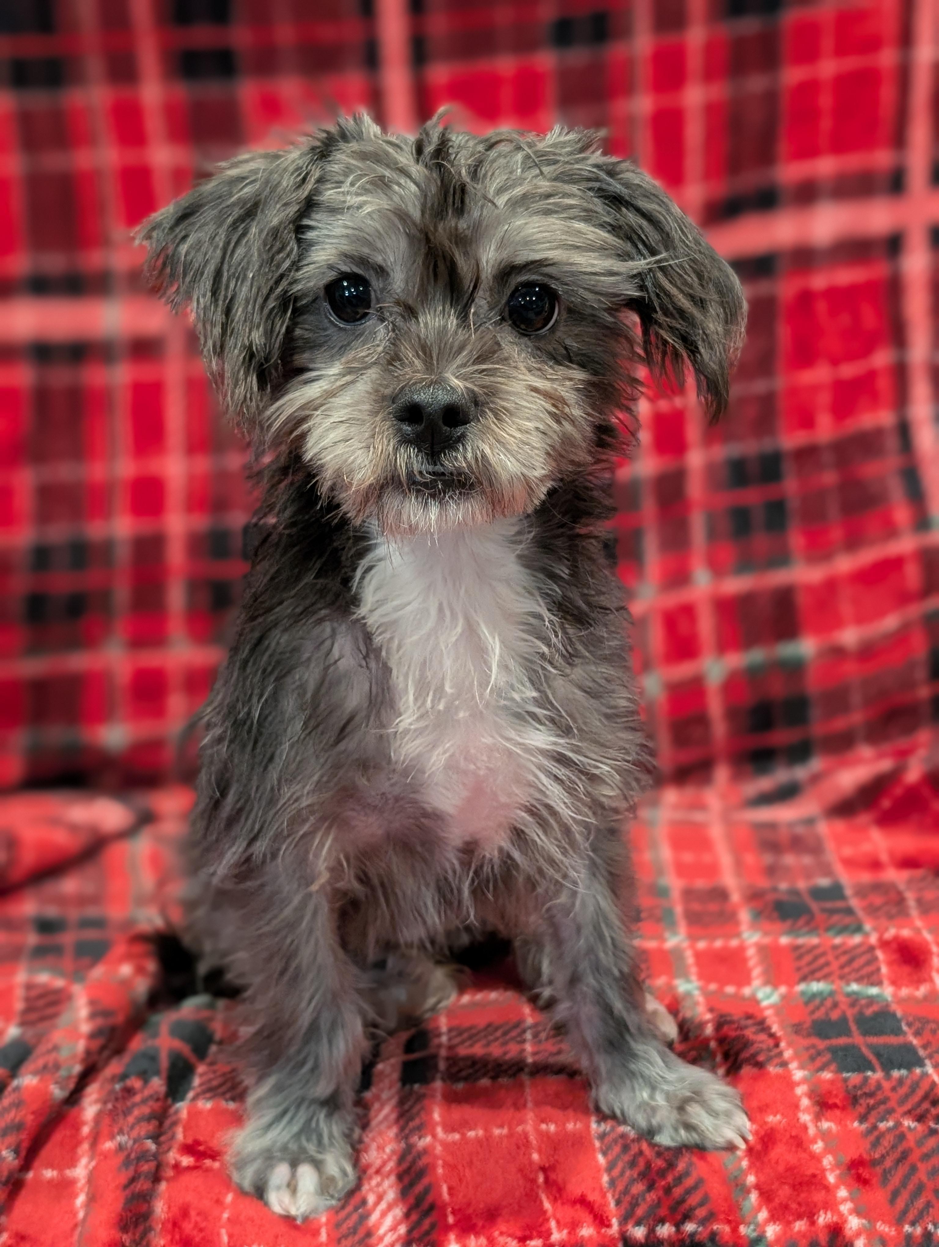 Misty, a Adoptable mixed breed in Baton Rouge, LA image 4/5