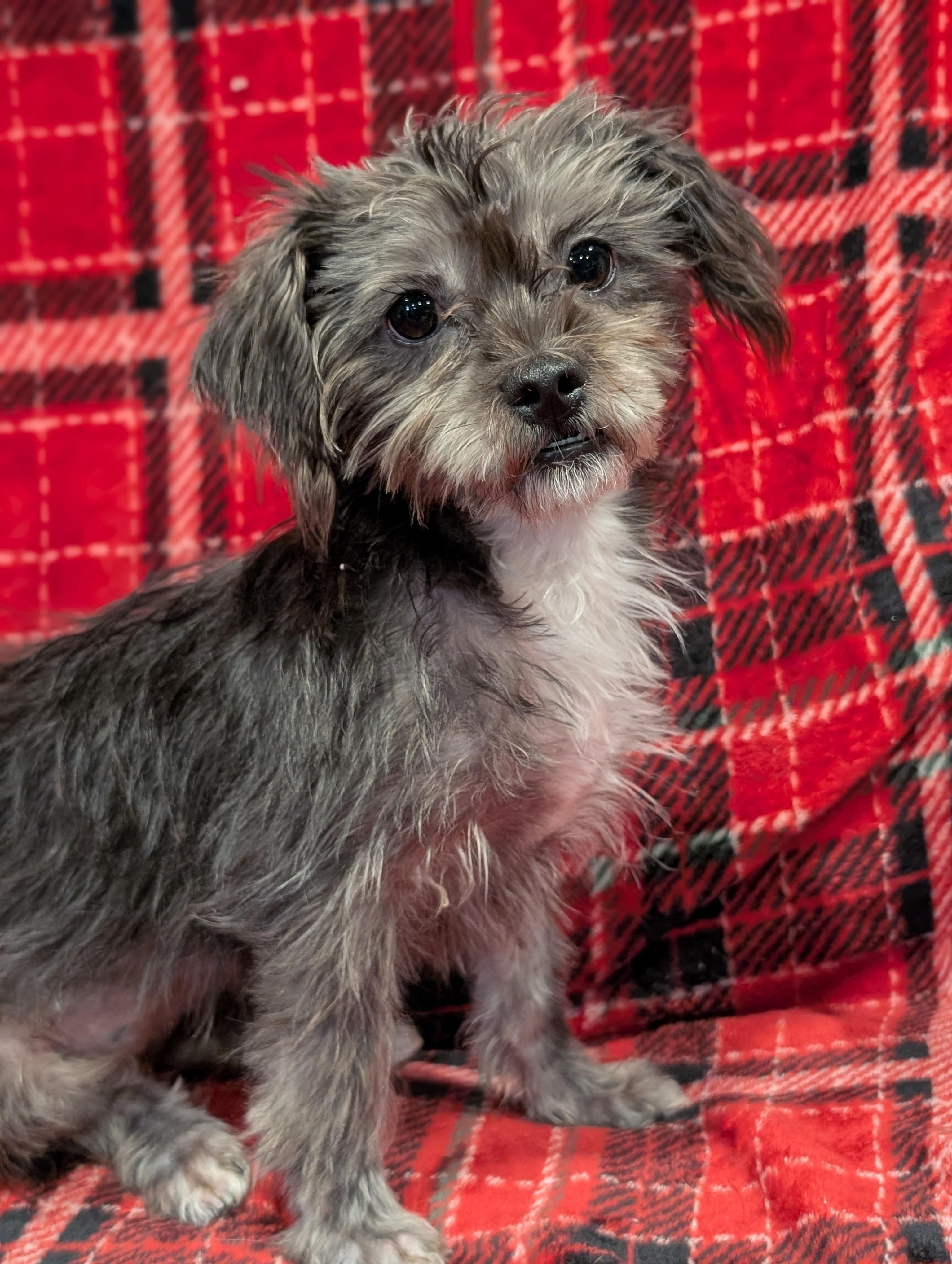 Misty, a Adoptable mixed breed in Baton Rouge, LA image 5/5