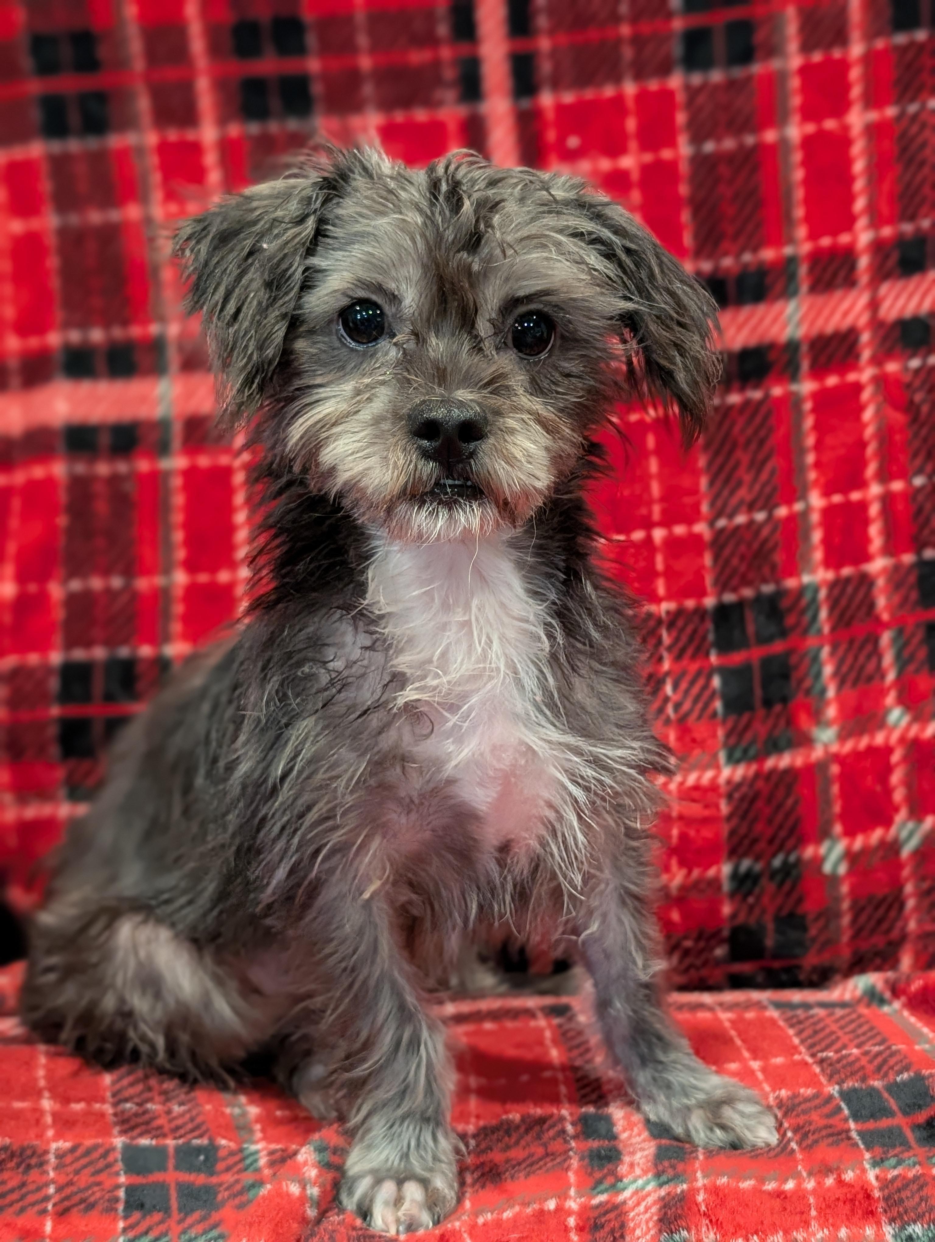 Misty, Adoptable, Young Female Shih Tzu.