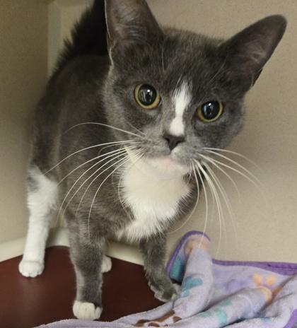 Callie - Meet me at Petsmart Framingham, Adoptable, Adult Female Domestic Short Hair & Domestic Short Hair.
