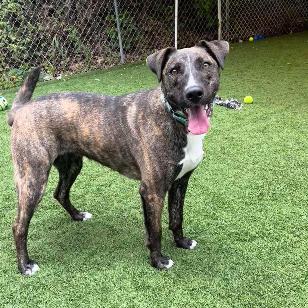 Mischief, Adoptable, Adult Female Catahoula Leopard Dog.
