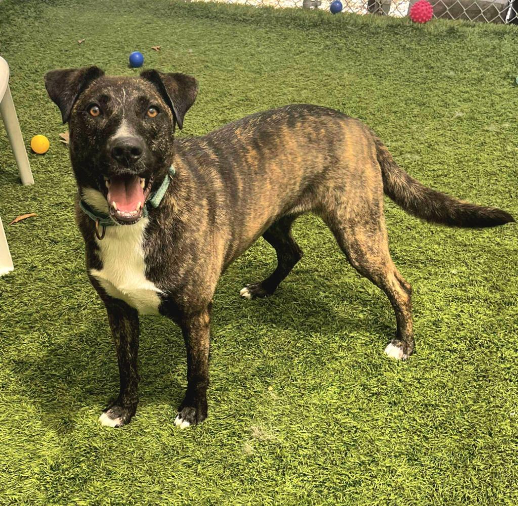 Enlarge Mischief, a Adoptable mixed breed in Sunrise Beach, MO image 2/4