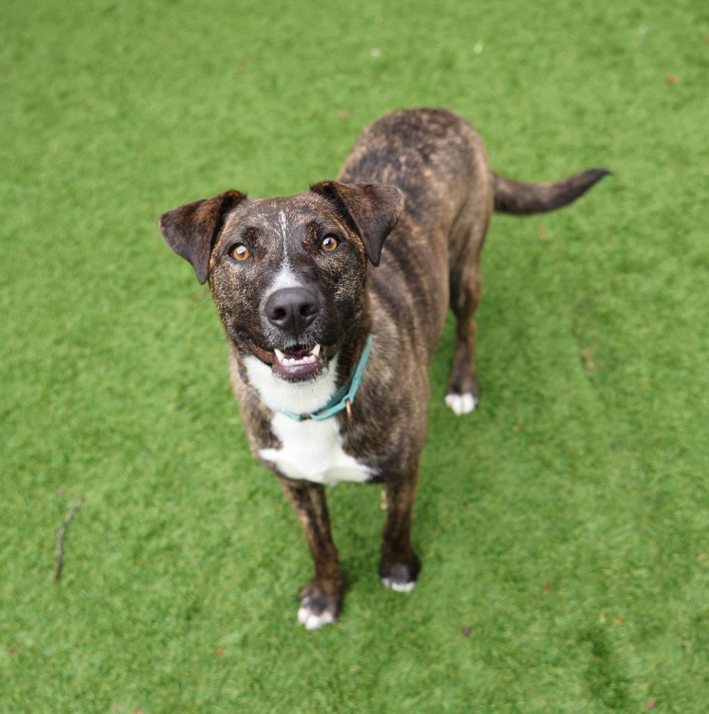 Enlarge Mischief, a Adoptable mixed breed in Sunrise Beach, MO image 4/4