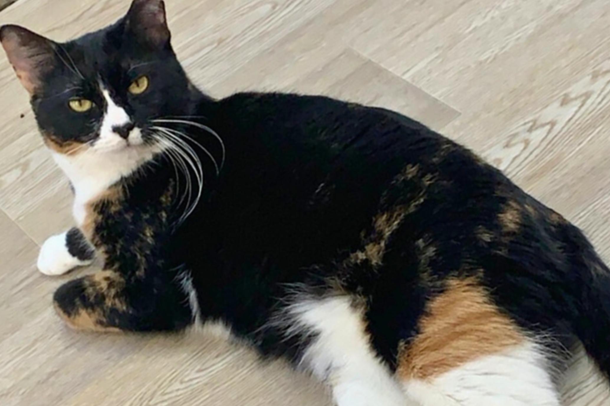 Momma Bear and Baby Bear