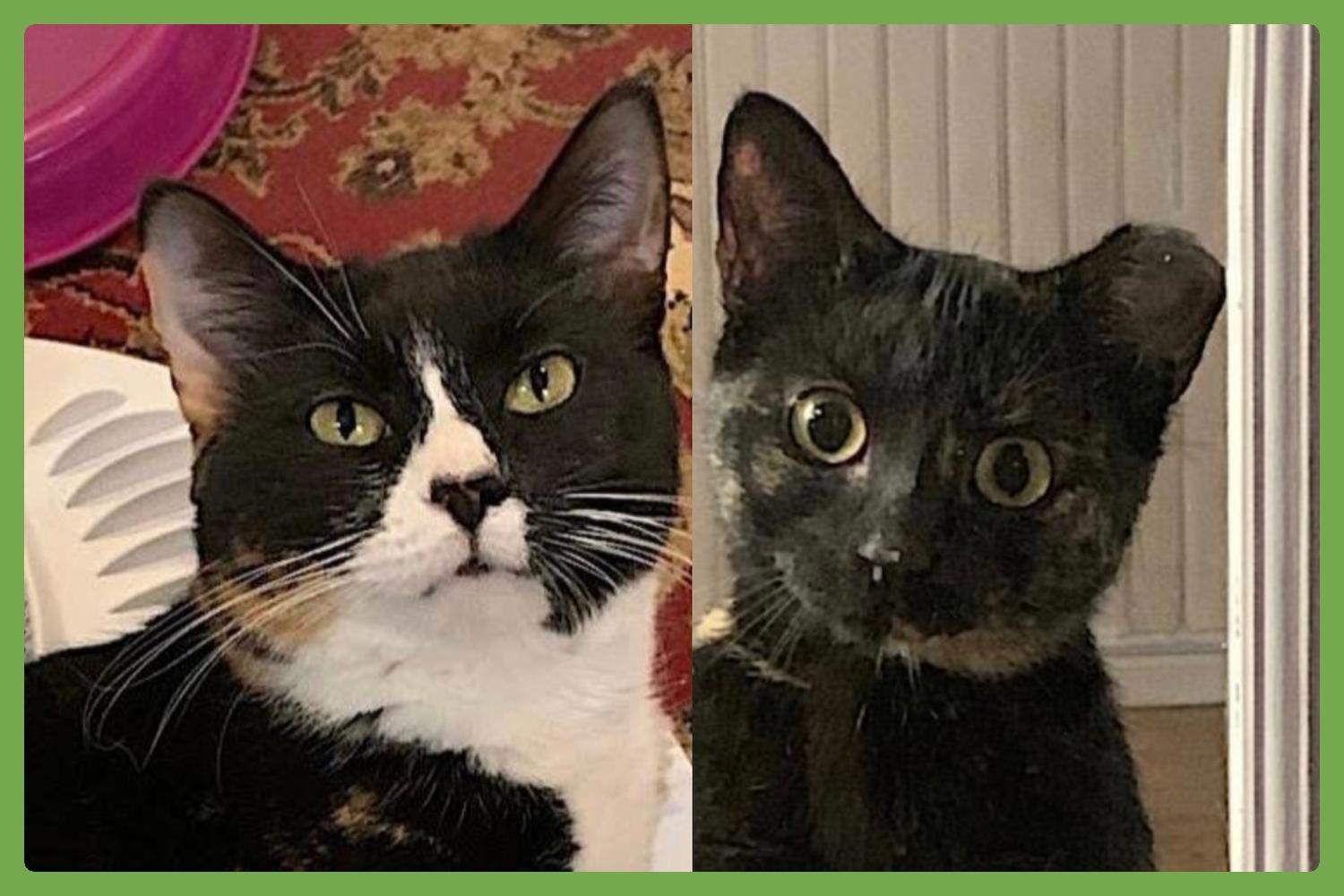 Momma Bear and Baby Bear — thumbnail 2