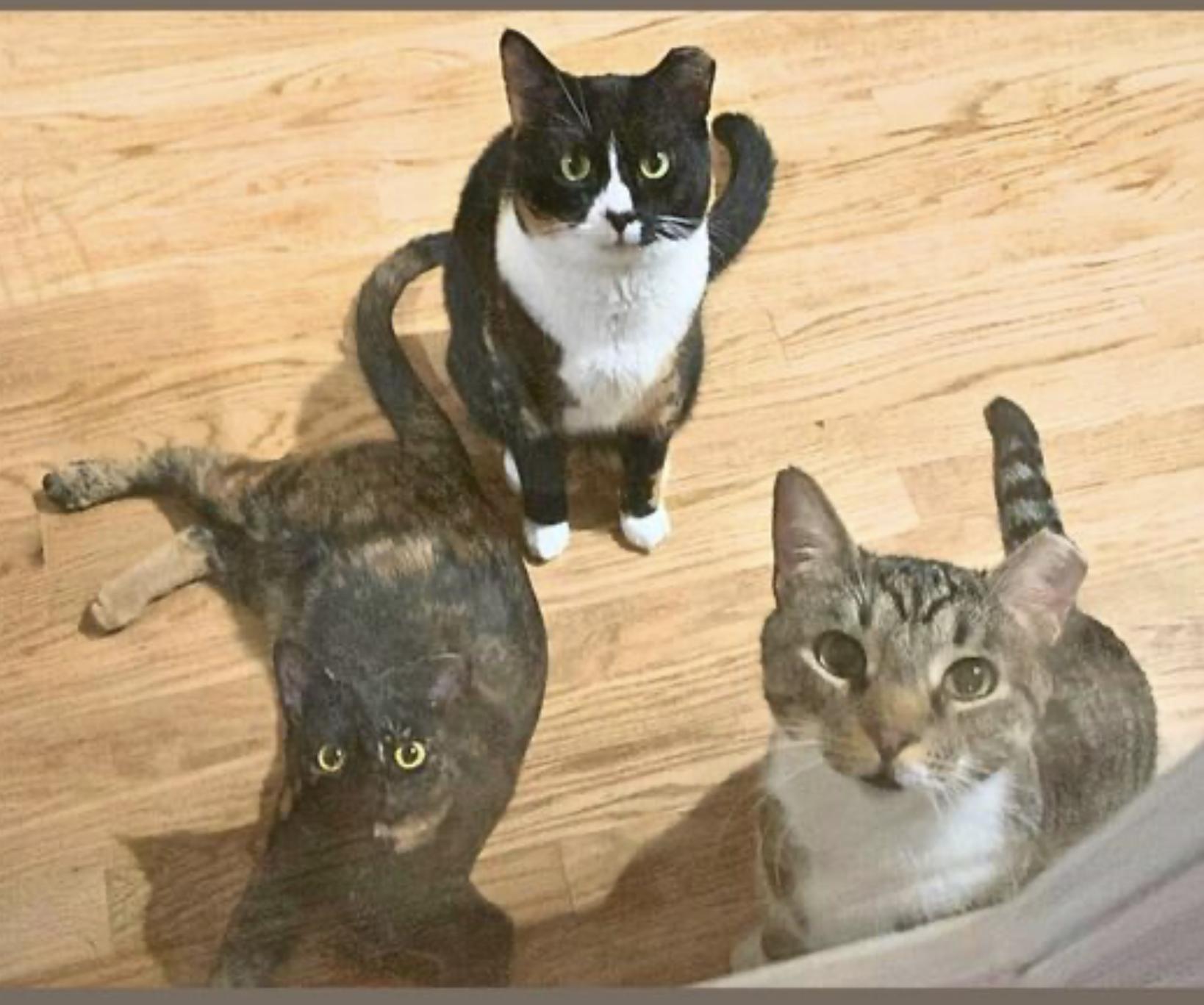 Momma Bear and Baby Bear — thumbnail 5