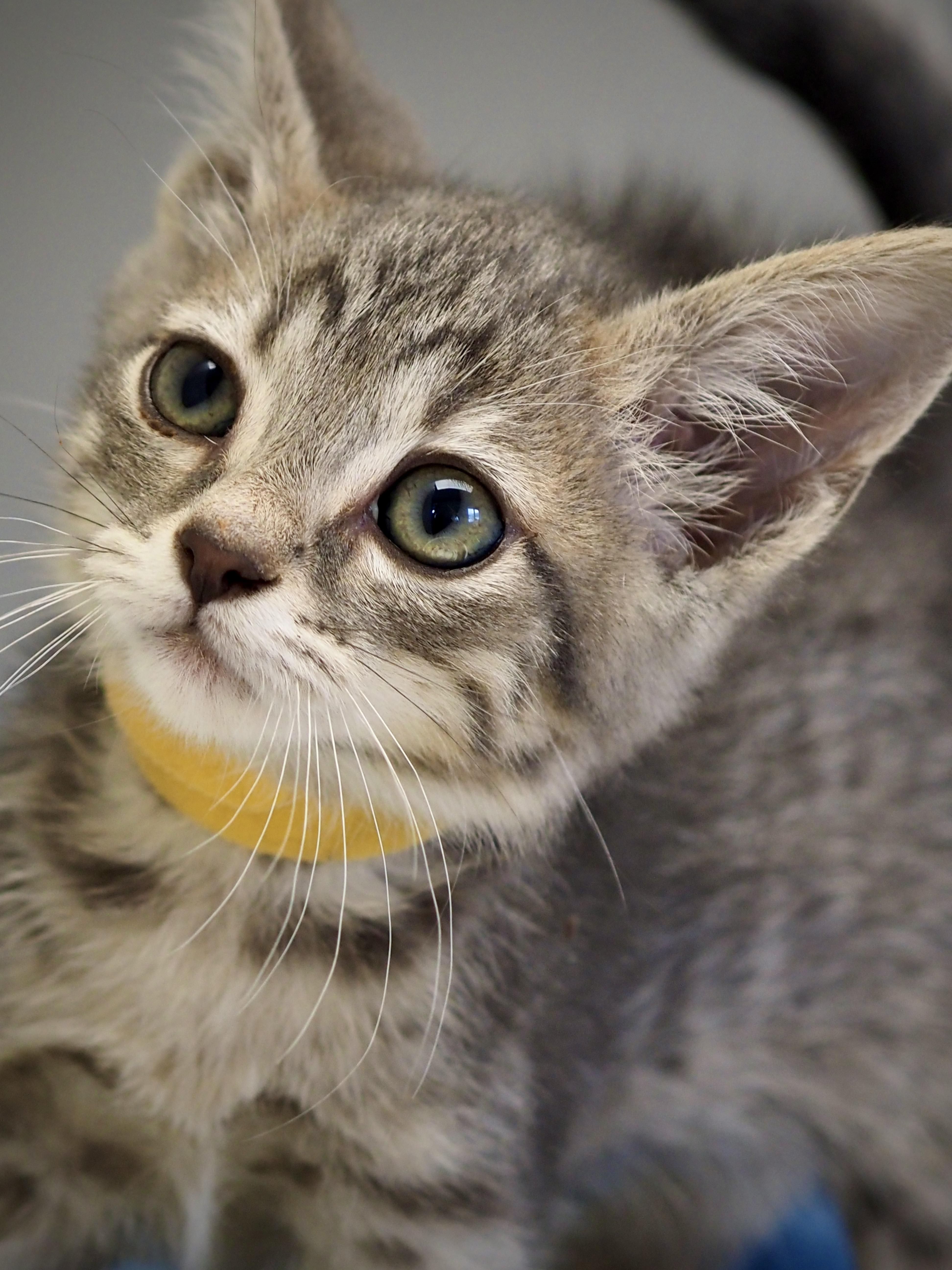 Funyon, an adopted Domestic Short Hair in Buena Vista, CO image 1/3