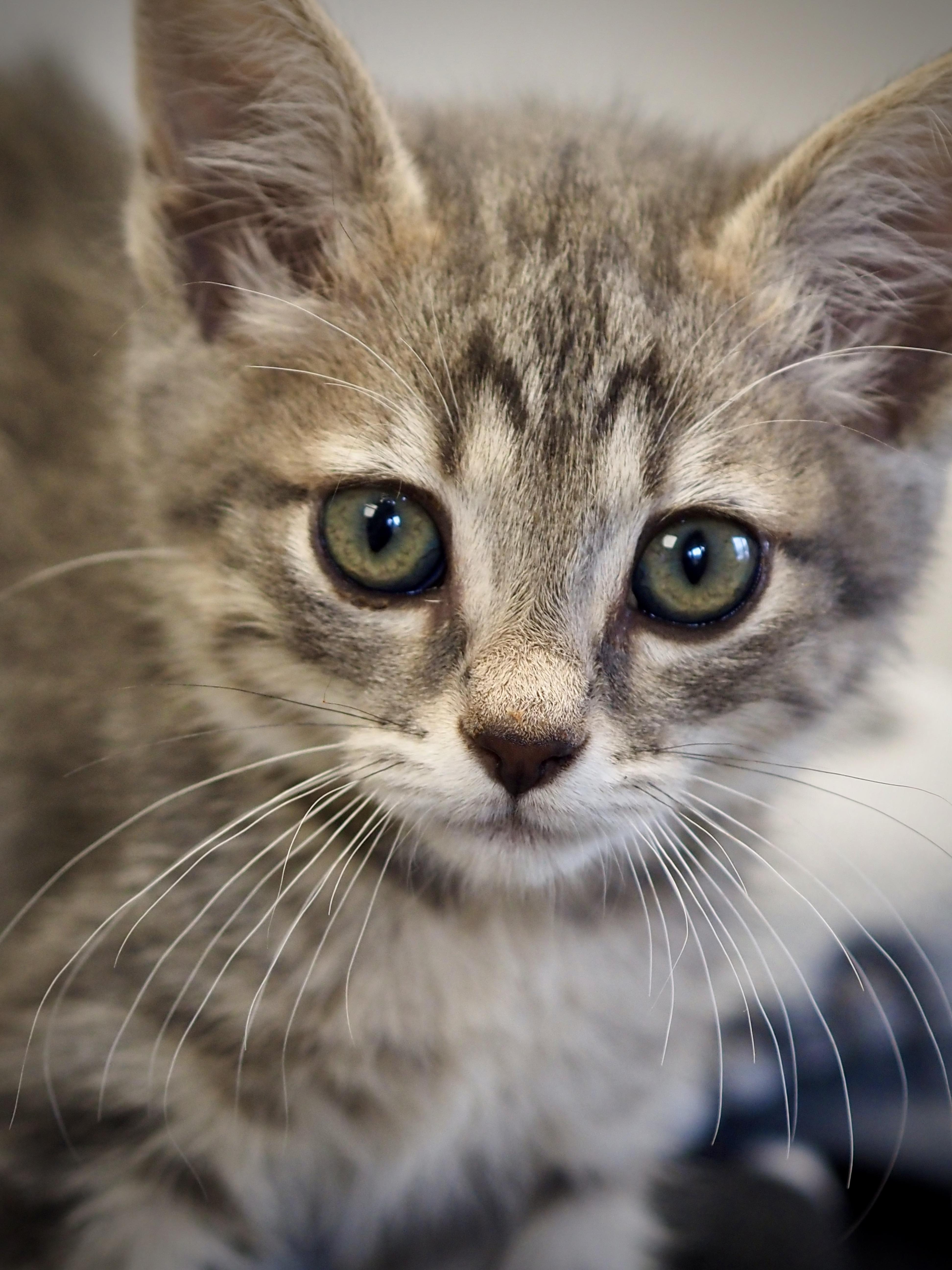 Funyon, an adopted Domestic Short Hair in Buena Vista, CO image 2/3
