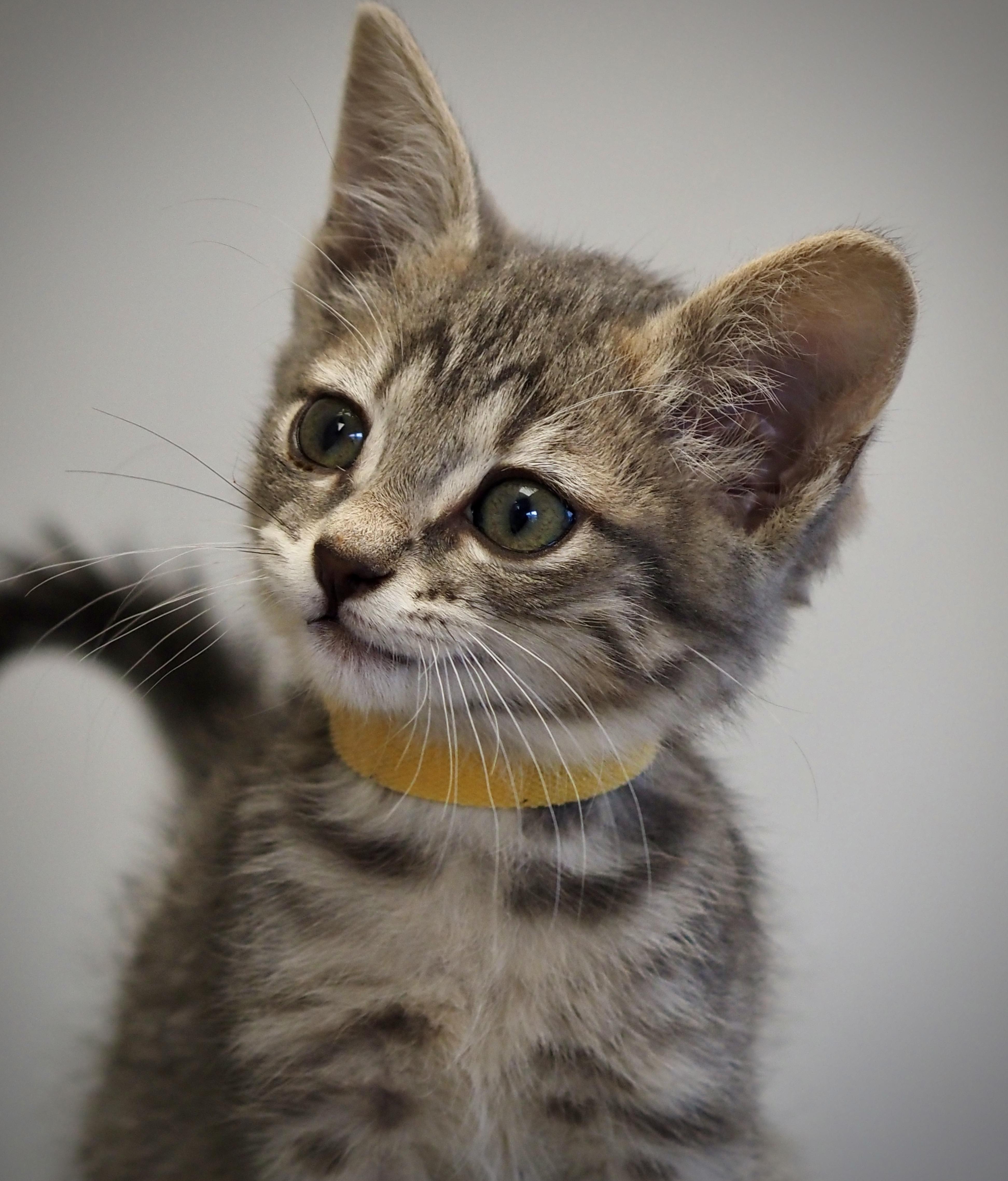 Funyon, an adopted Domestic Short Hair in Buena Vista, CO image 3/3