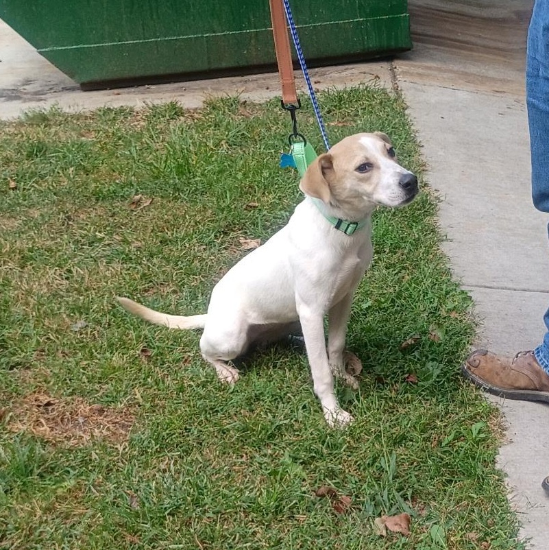 Petunia, Adopted, Puppy Female Labrador Retriever & Beagle.