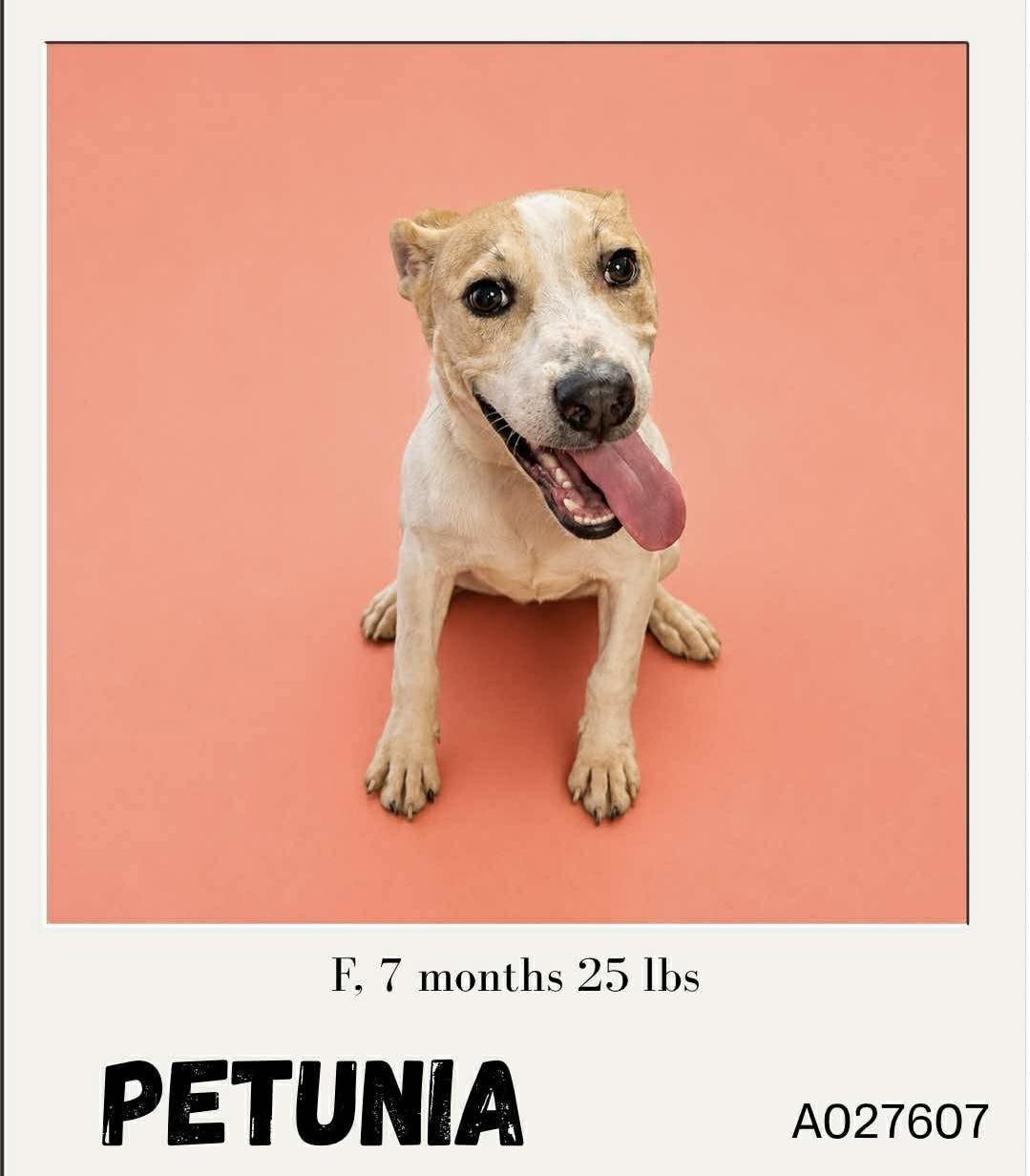 Enlarge Petunia, a Adopted mixed breed in Newfoundland, NJ image 2/2
