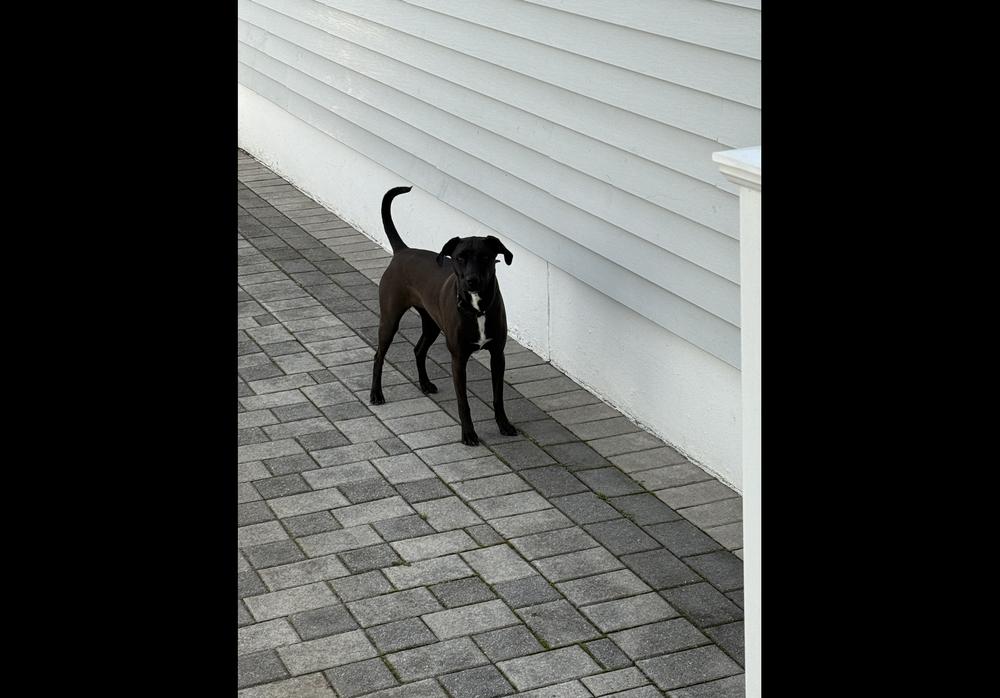 Reina, Adoptable, Young Female Labrador Retriever & Coonhound.