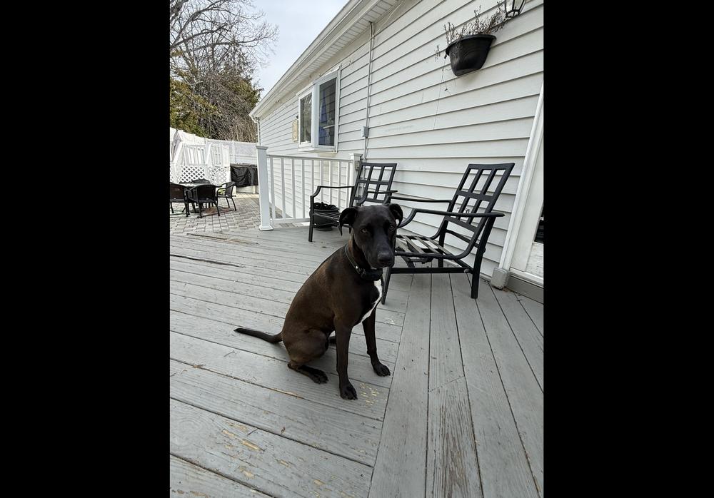 Reina, a Adoptable mixed breed in levittown, NY image 5/6