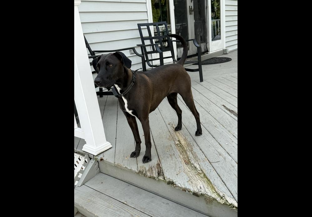 Reina, a Adoptable mixed breed in levittown, NY image 6/6