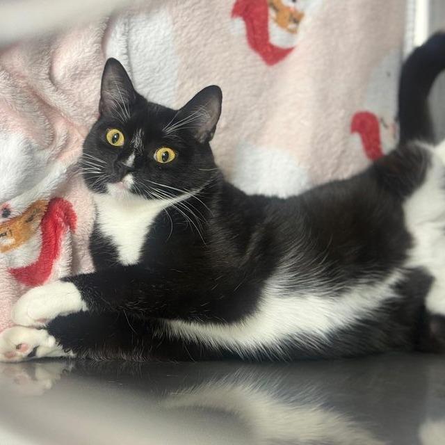 Lovely, Adoptable, Young Female Domestic Short Hair.