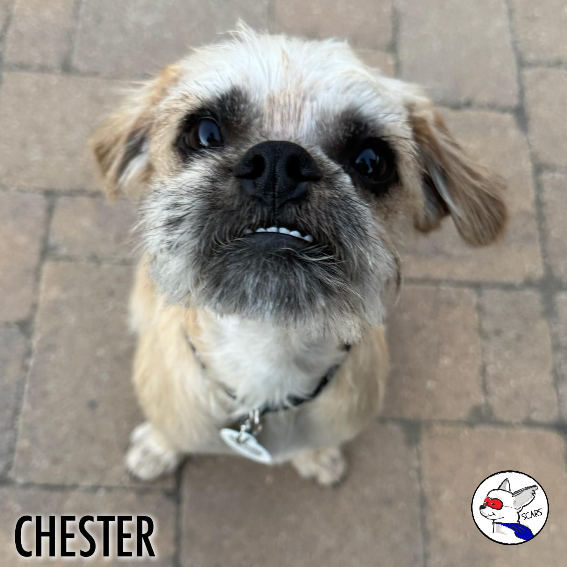 Enlarge Chester, a ADOPTABLE mixed breed in Glendora, CA image 3/6