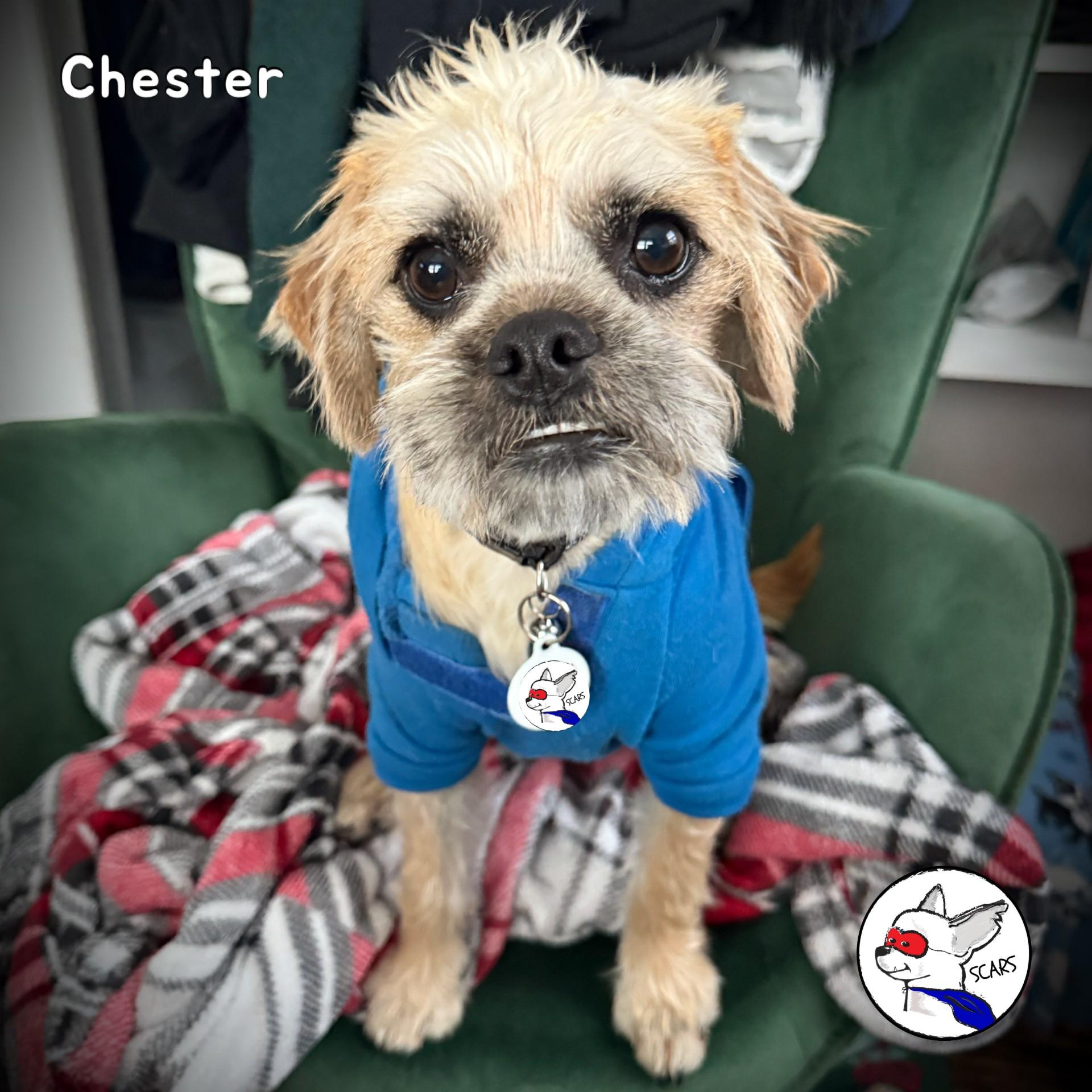 Enlarge Chester, a ADOPTABLE mixed breed in Glendora, CA image 4/6