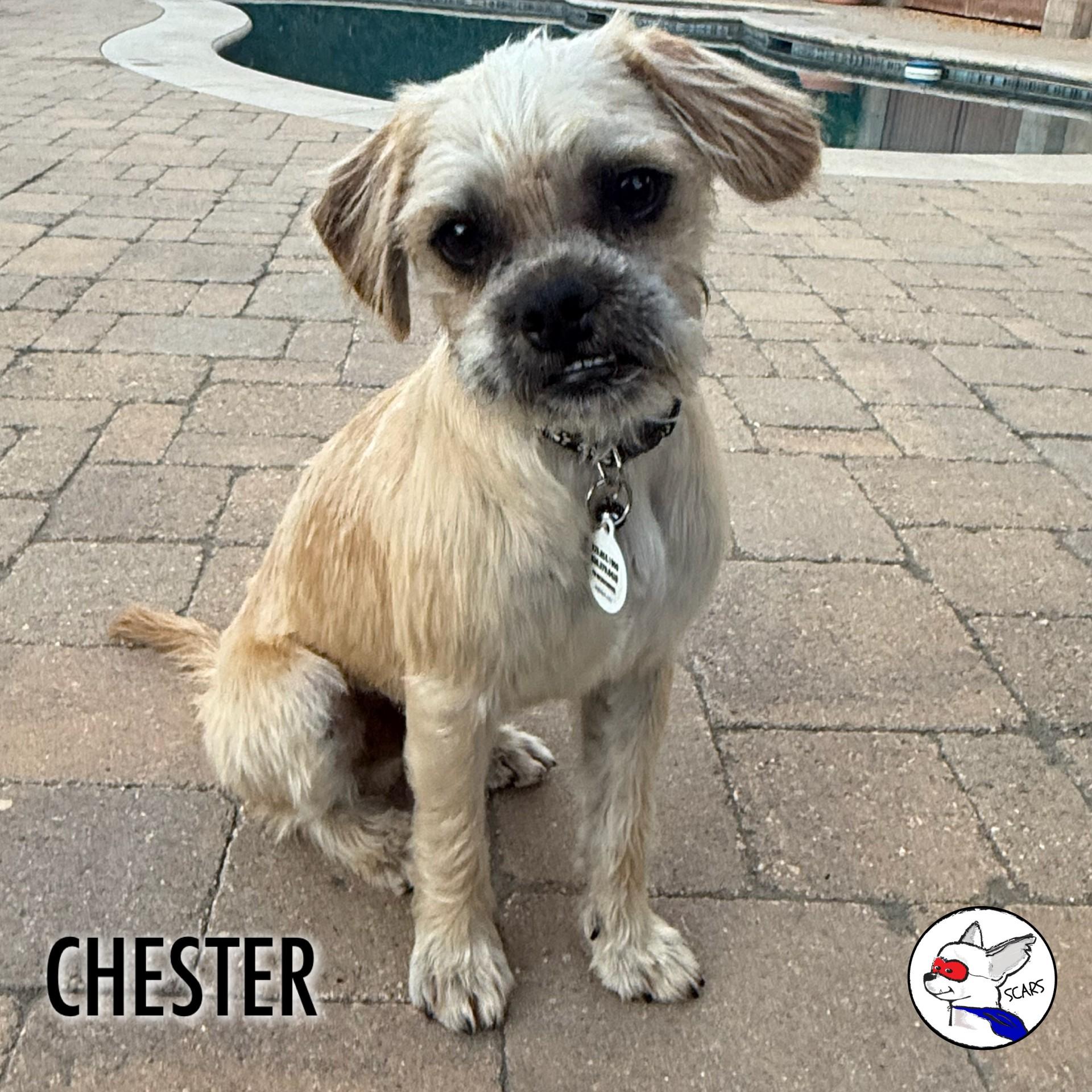Enlarge Chester, a ADOPTABLE mixed breed in Glendora, CA image 5/6