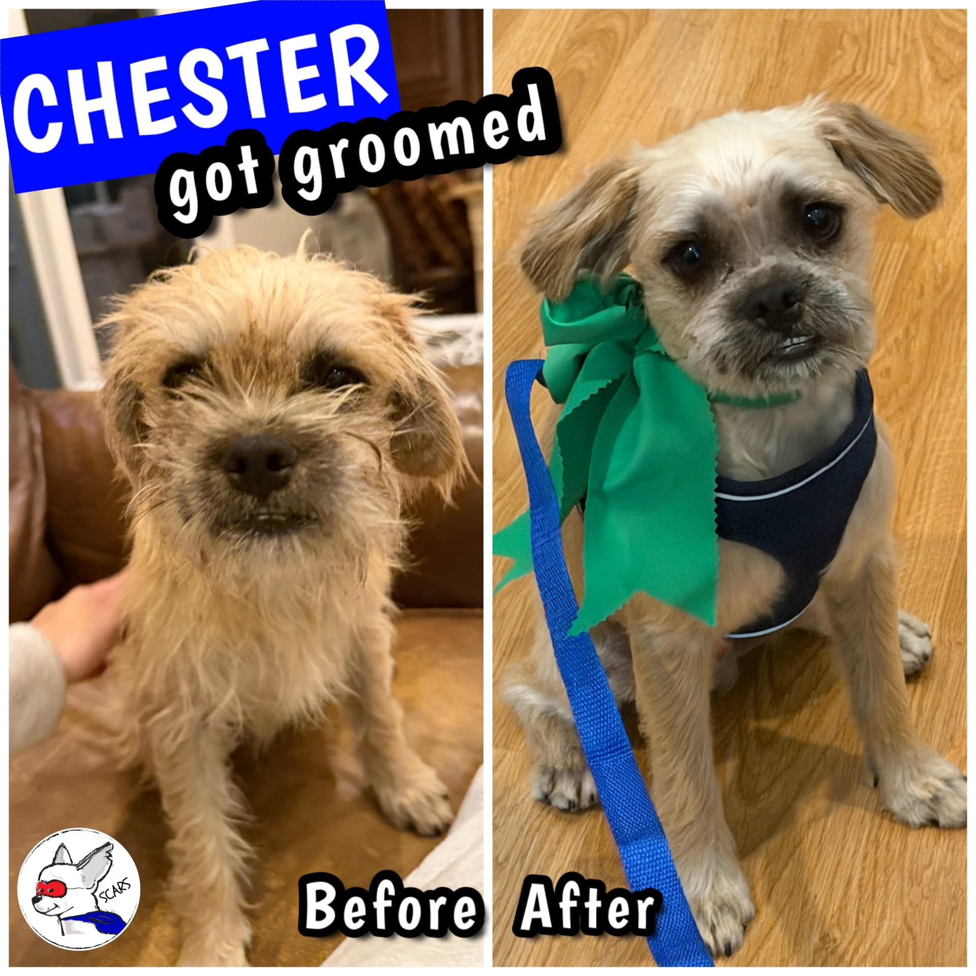 Enlarge Chester, a ADOPTABLE mixed breed in Glendora, CA image 6/6