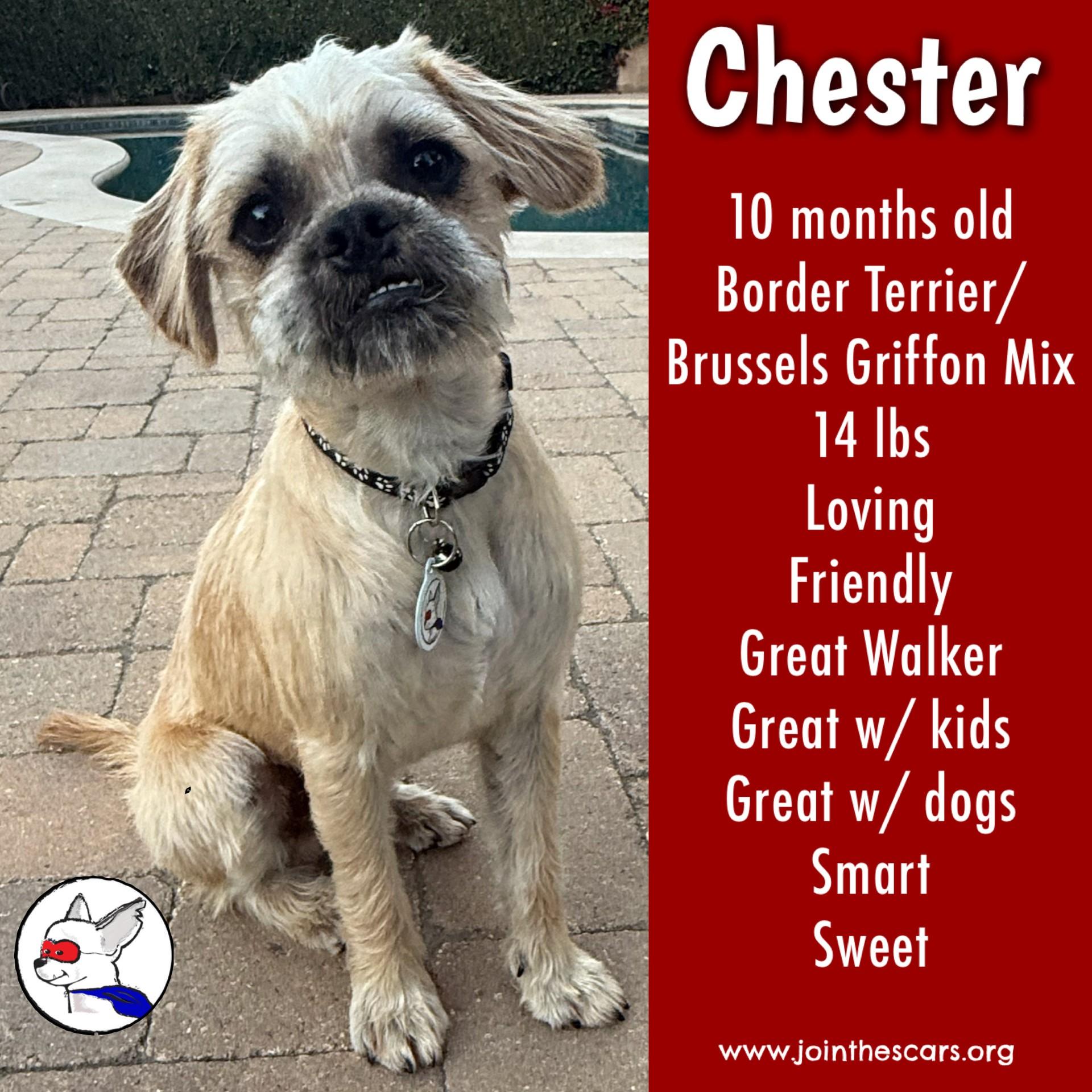 Enlarge Chester, a ADOPTABLE mixed breed in Glendora, CA image 1/6