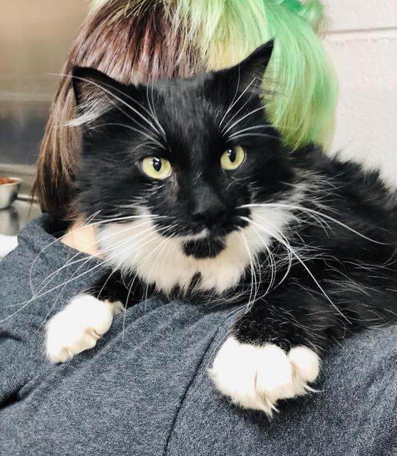 Brady, Adopted, Adult Male Domestic Long Hair.